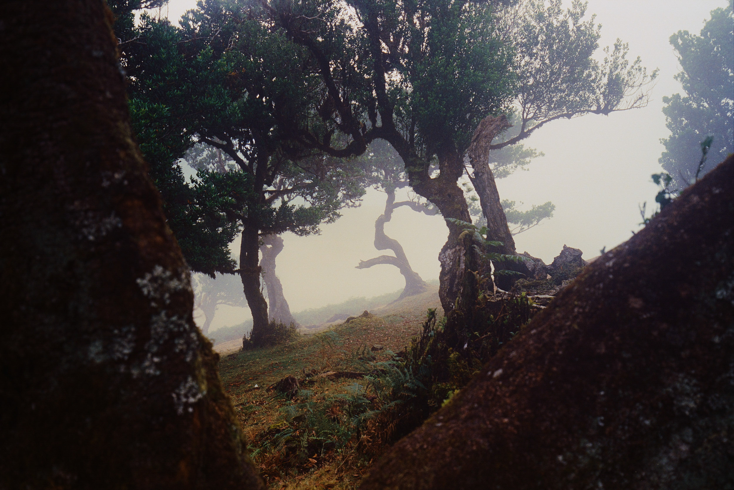 Fanal Forest