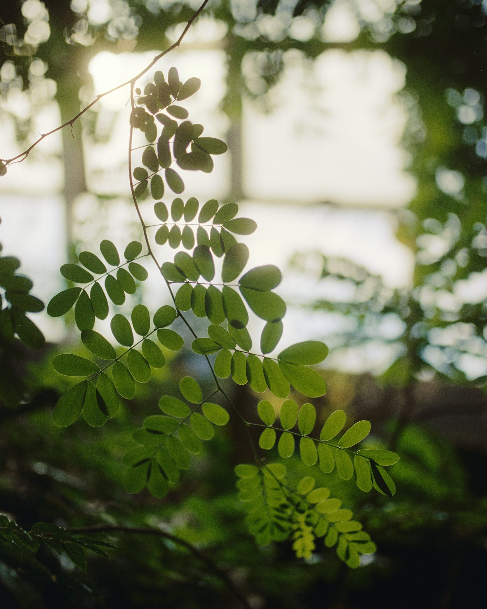 Pflanzen im botanischen Garten Prag