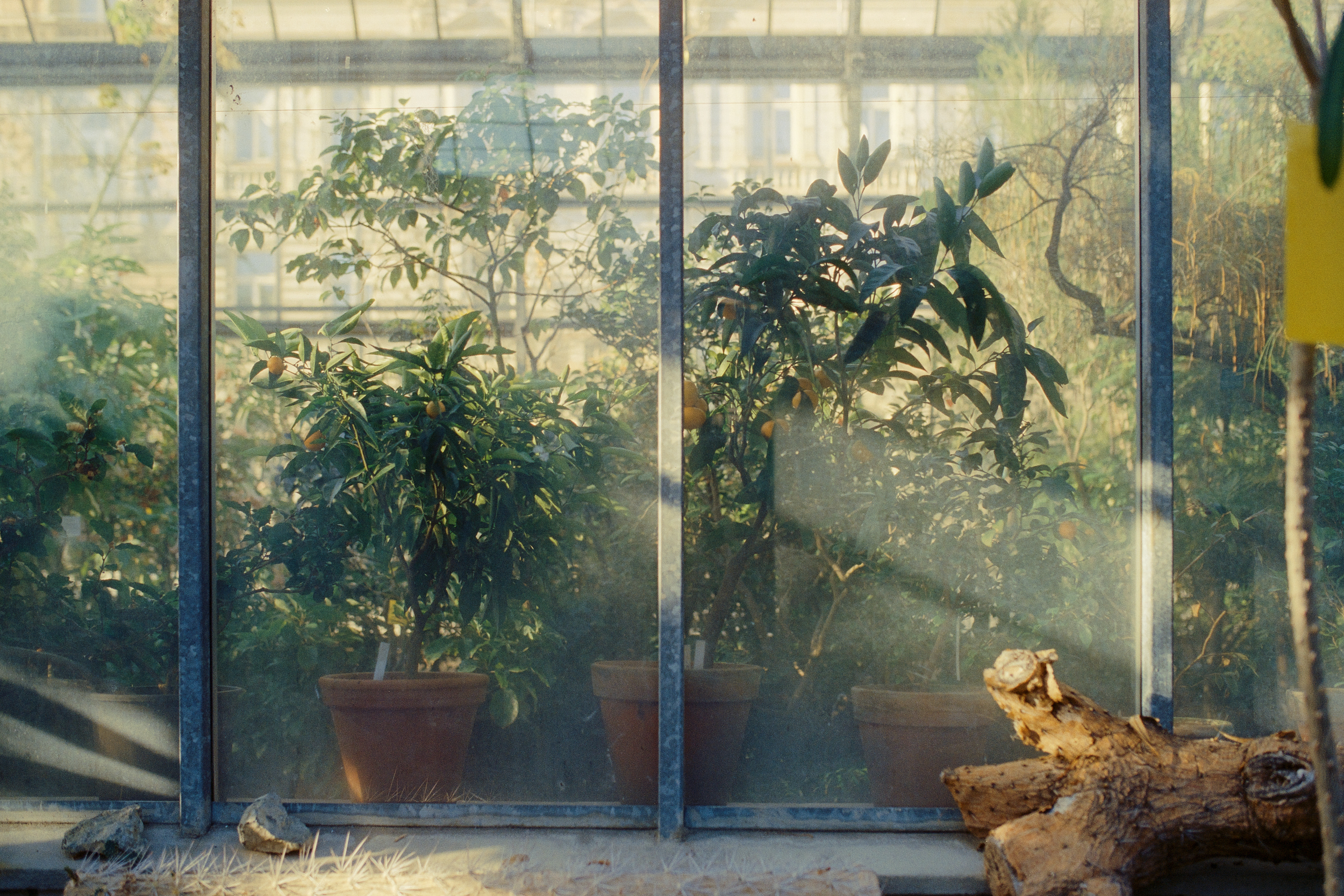 small orange trees in the greenery in the Botanical Garden of the Natural Sciences Faculty of Charles University in Prague, Czech Republic