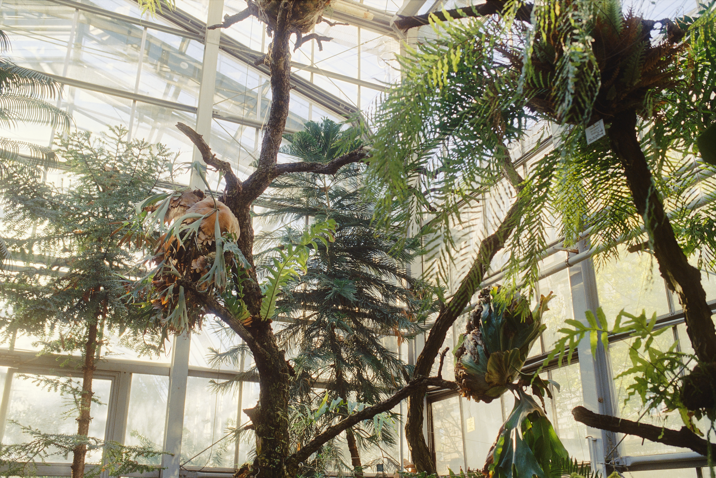 greenery in the Botanical Garden of the Natural Sciences Faculty of Charles University in Prague, Czech Republic