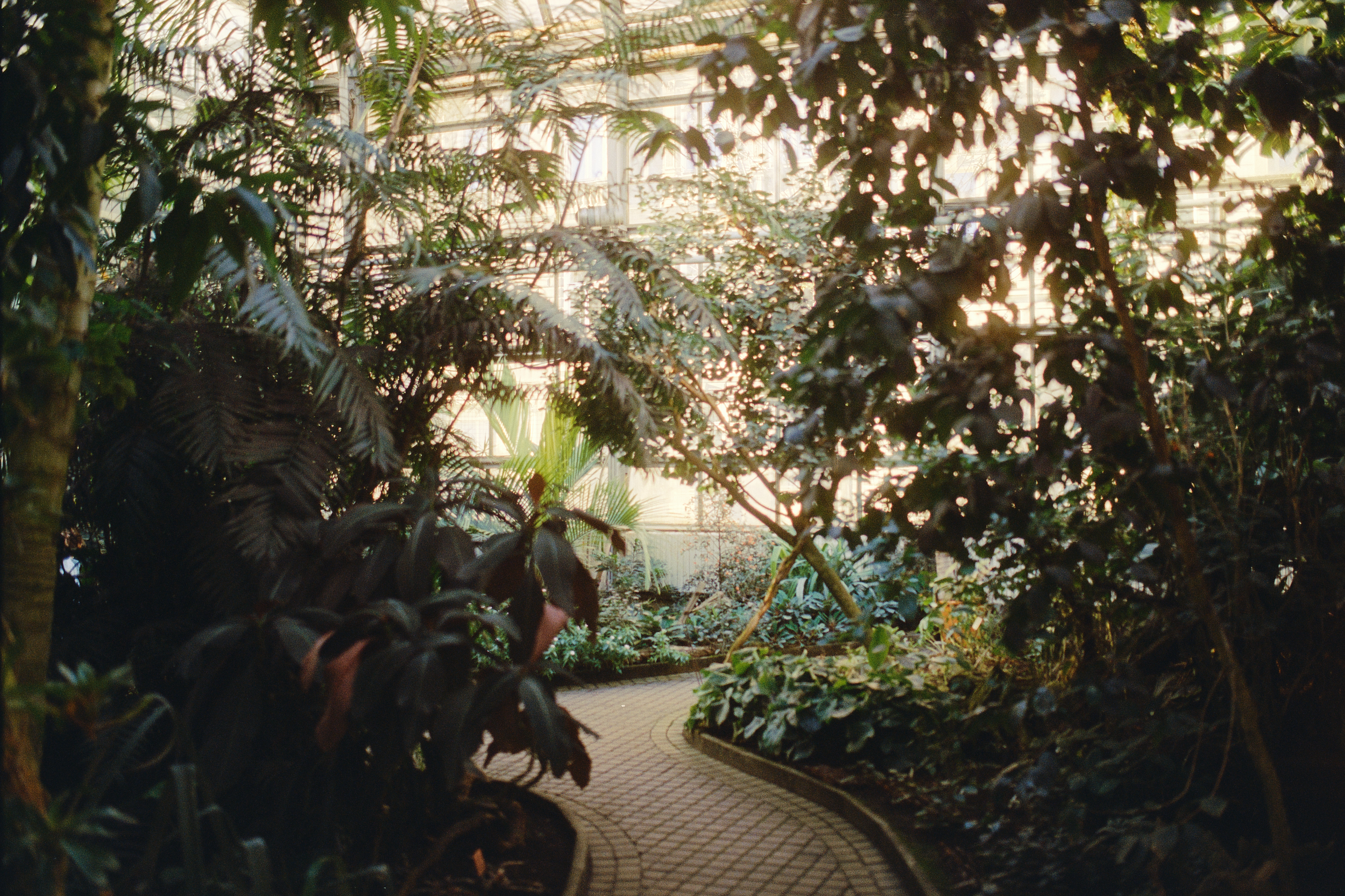 botanical atmosphere at the botanical garden of the charles university