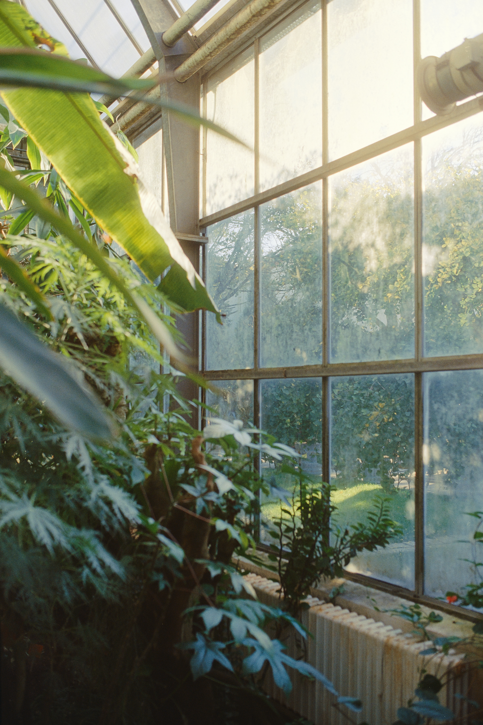 historical windows botanical garden prague