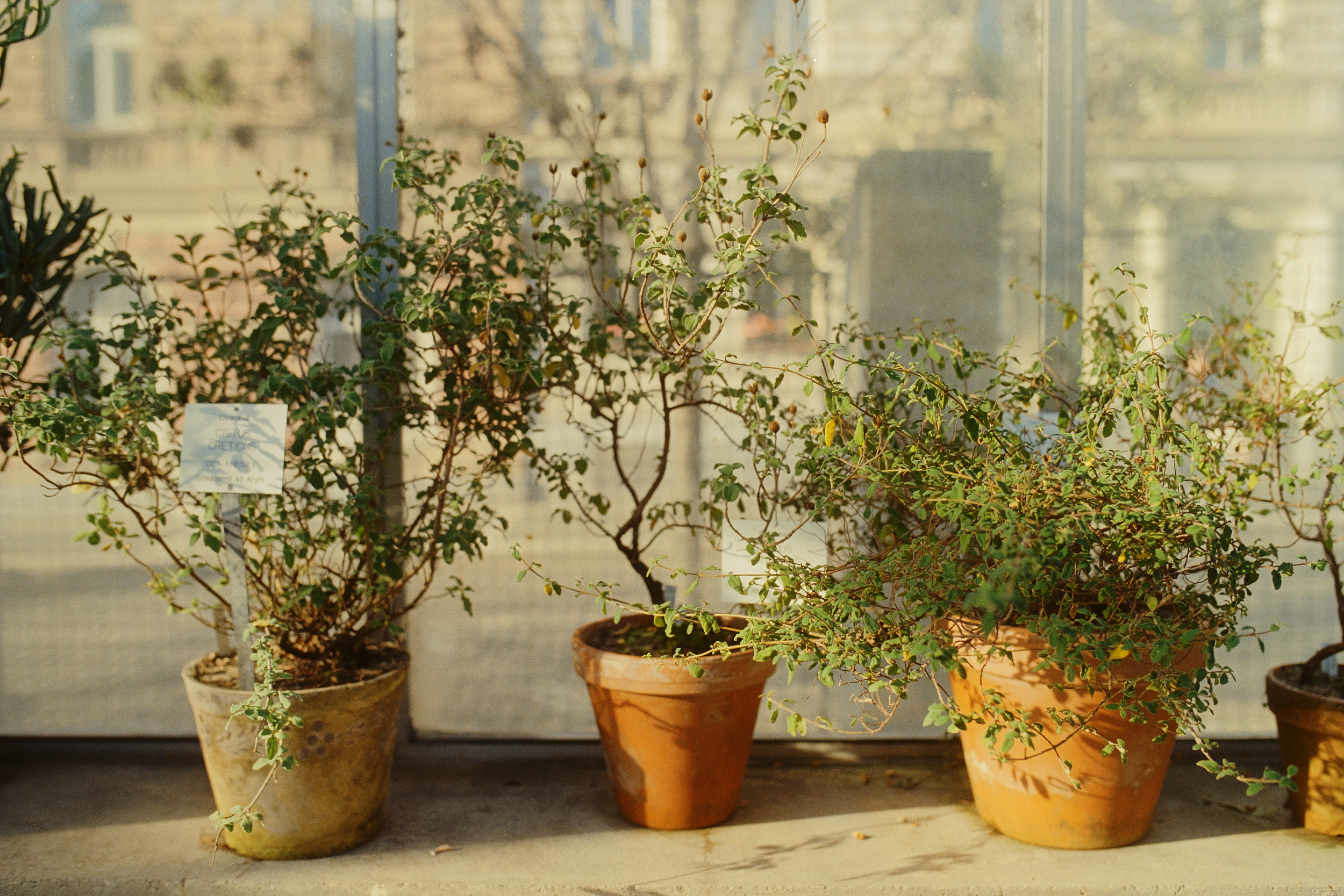 Plant pots at Botanická zahrada Přírodovědecké fakulty UK