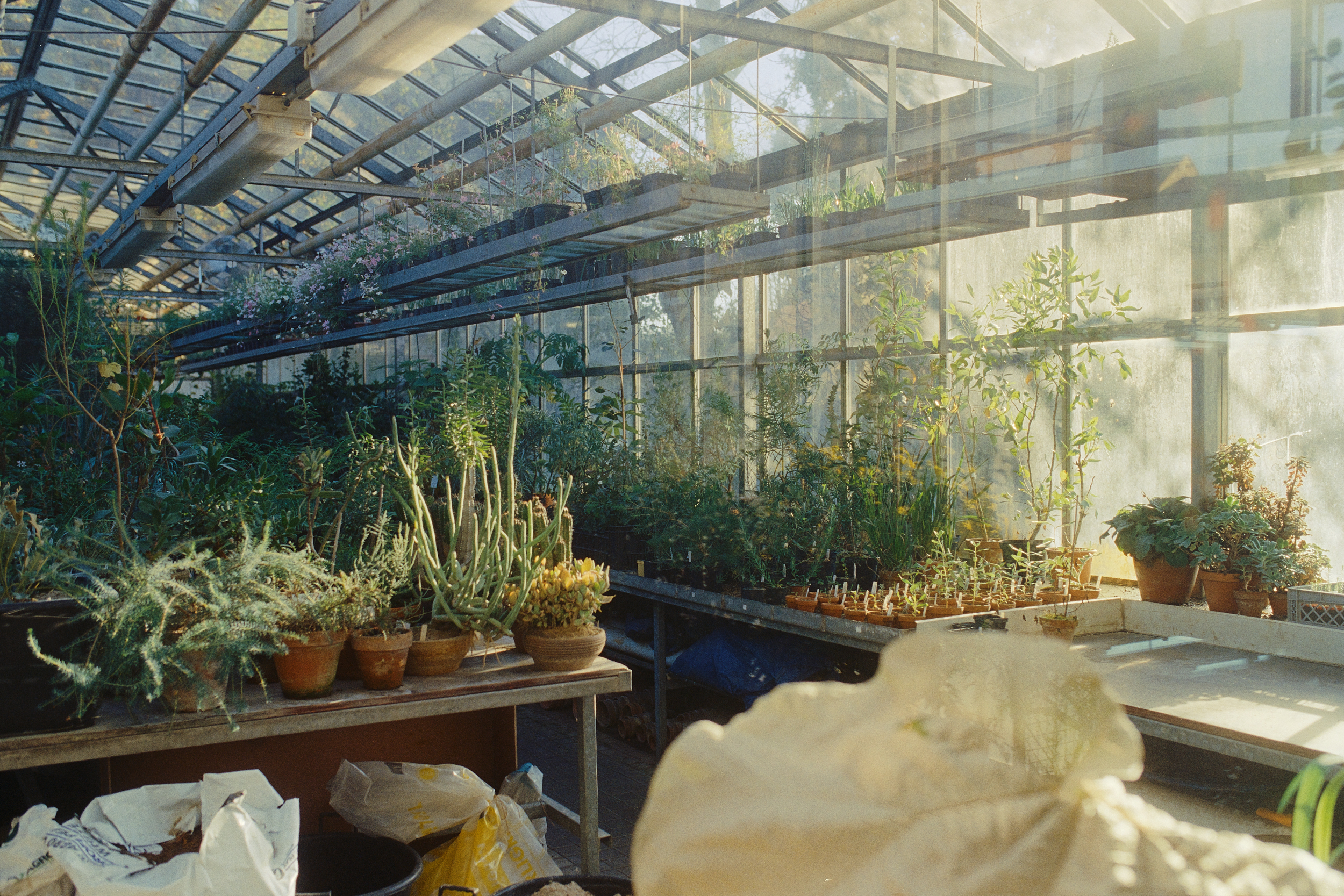 Plant breeding at the Botanical Garden of the Natural Sciences Faculty of Charles University in Prague, Czech Republic