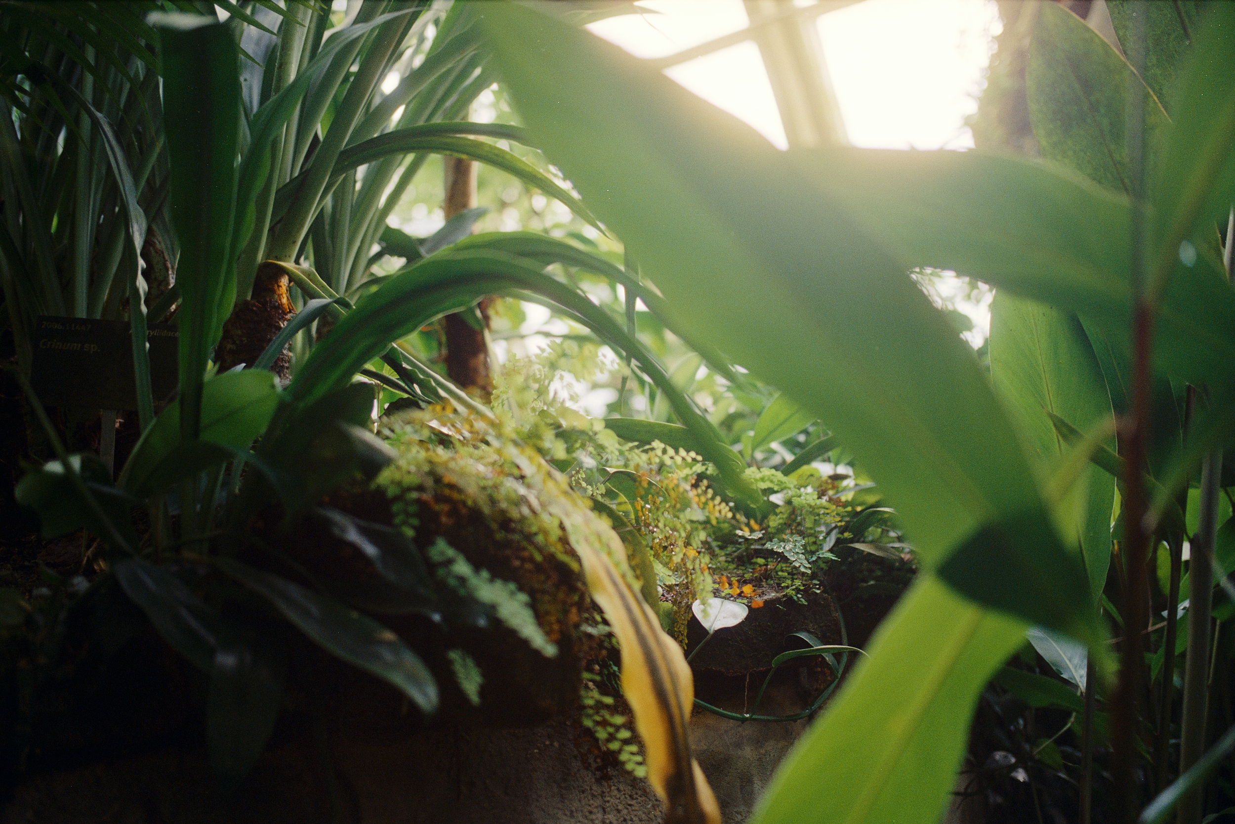 Pflanzen im botanischen Garten Prag