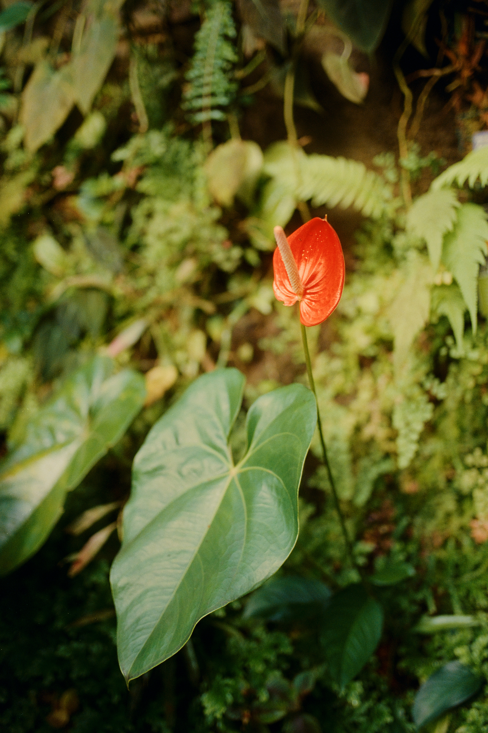 red thorium flower at the Botanical Garden of the Natural Sciences Faculty of Charles University in Prague, Czech Republic