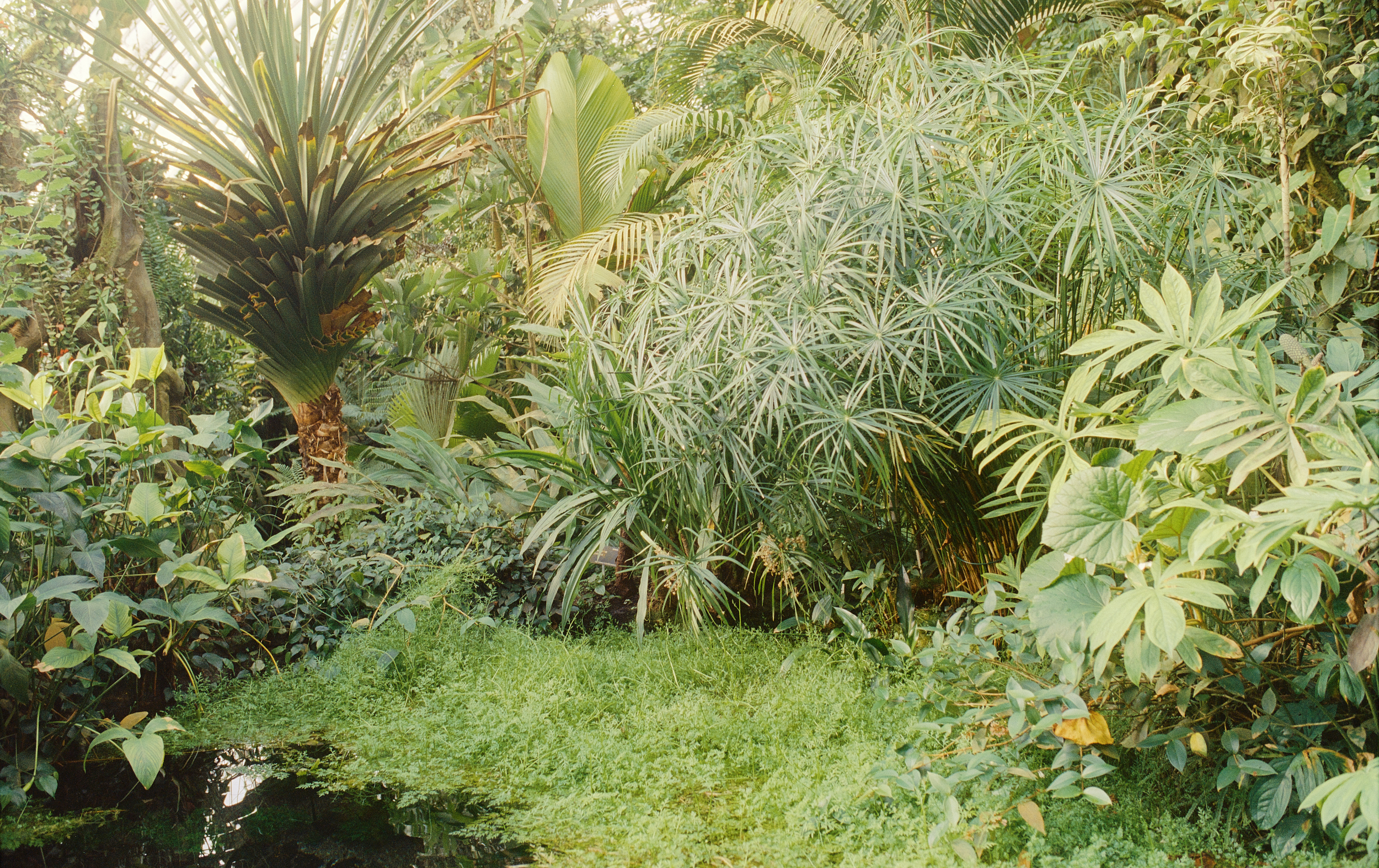 Botanická zahrada Přírodovědecké fakulty UK