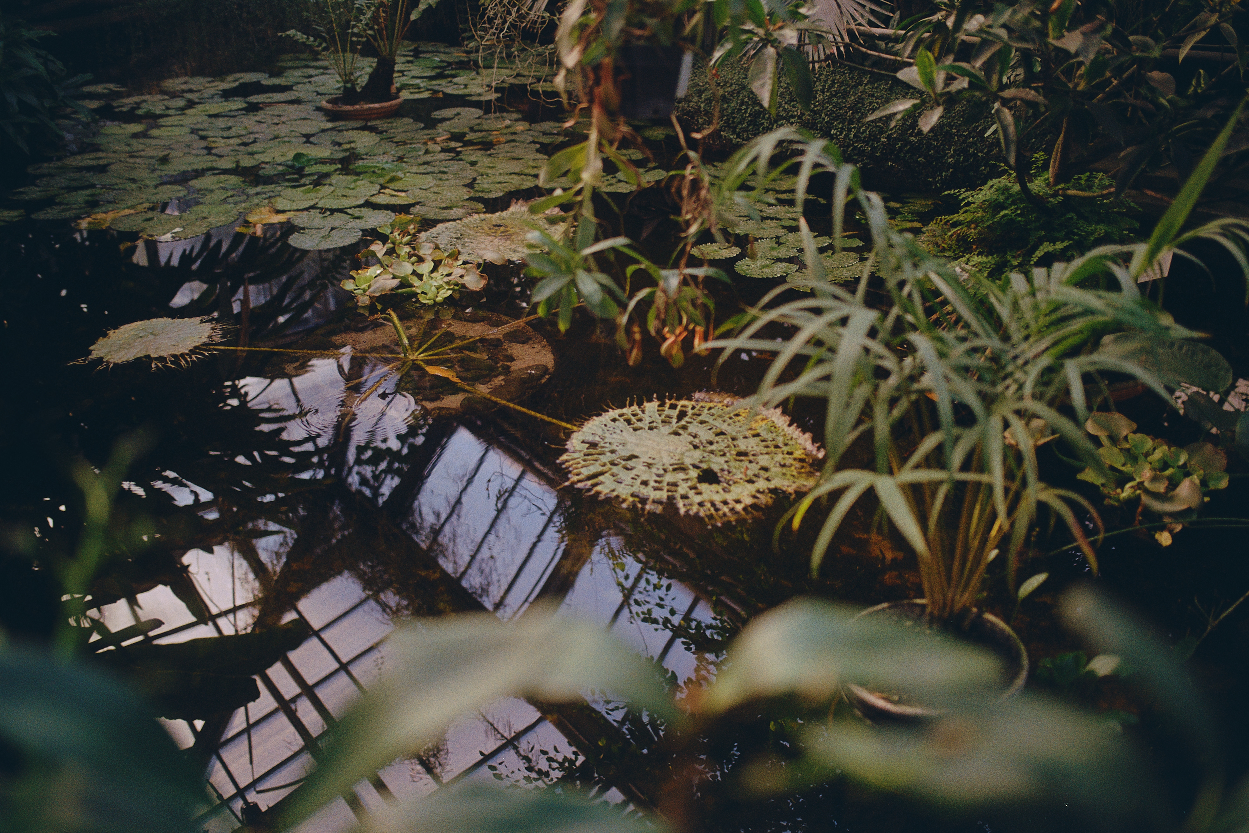 pond in the Botanical Garden of the Natural Sciences Faculty of Charles University in Prague, Czech Republic