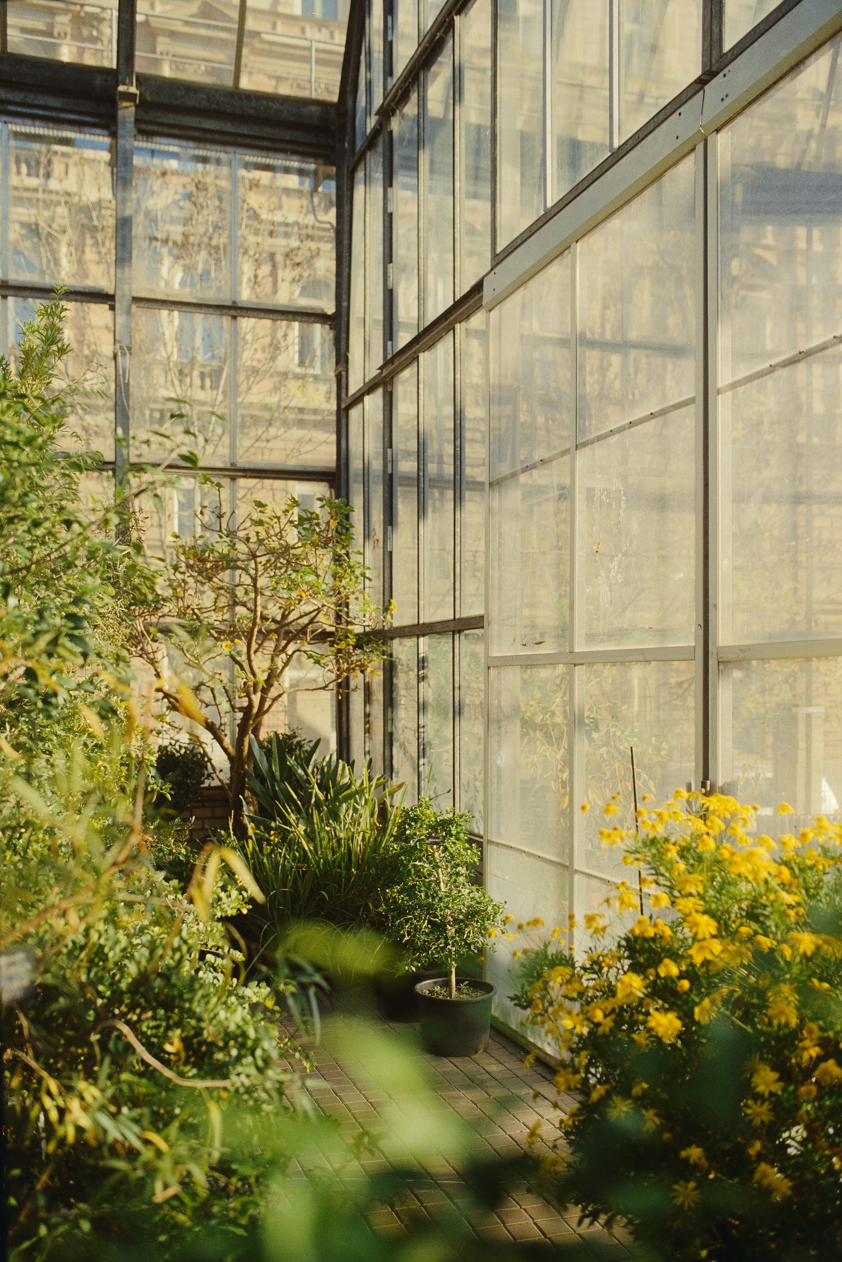 flowers in the Botanical Garden of the Natural Sciences Faculty of Charles University in Prague, Czech Republic