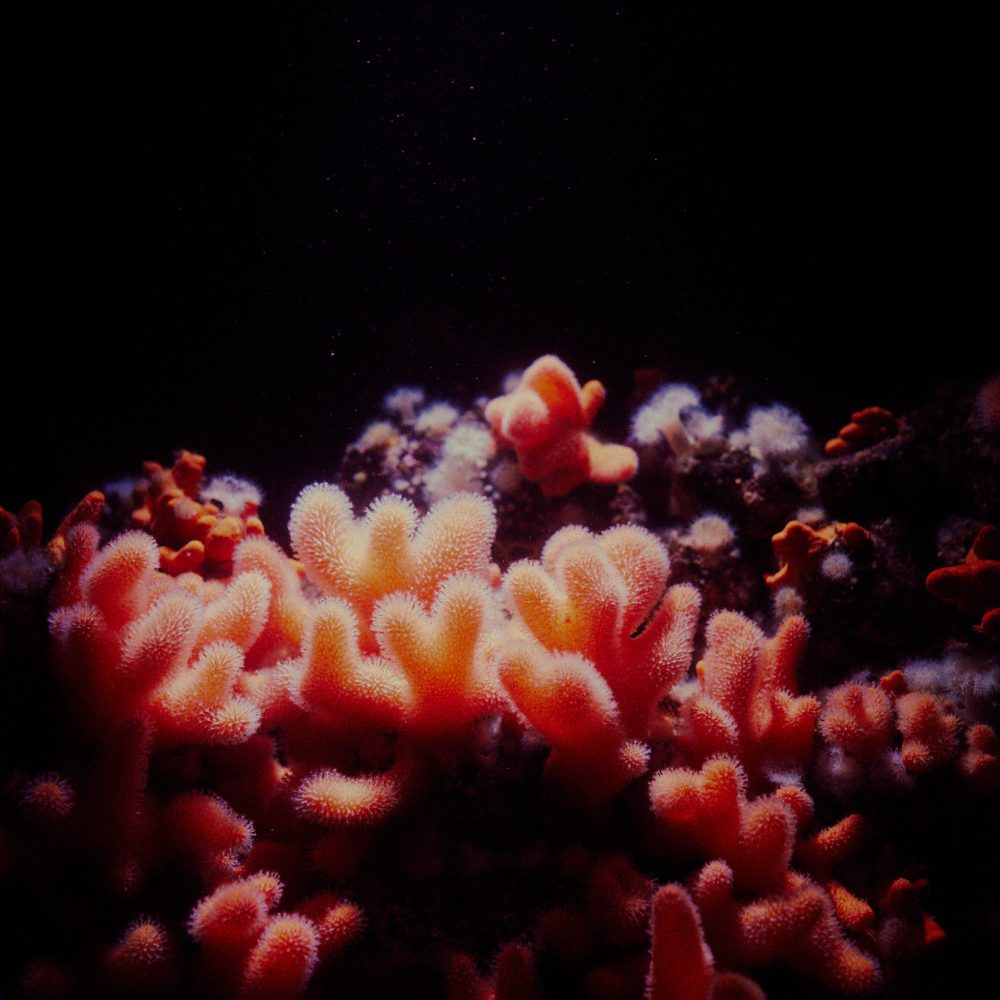 Coral