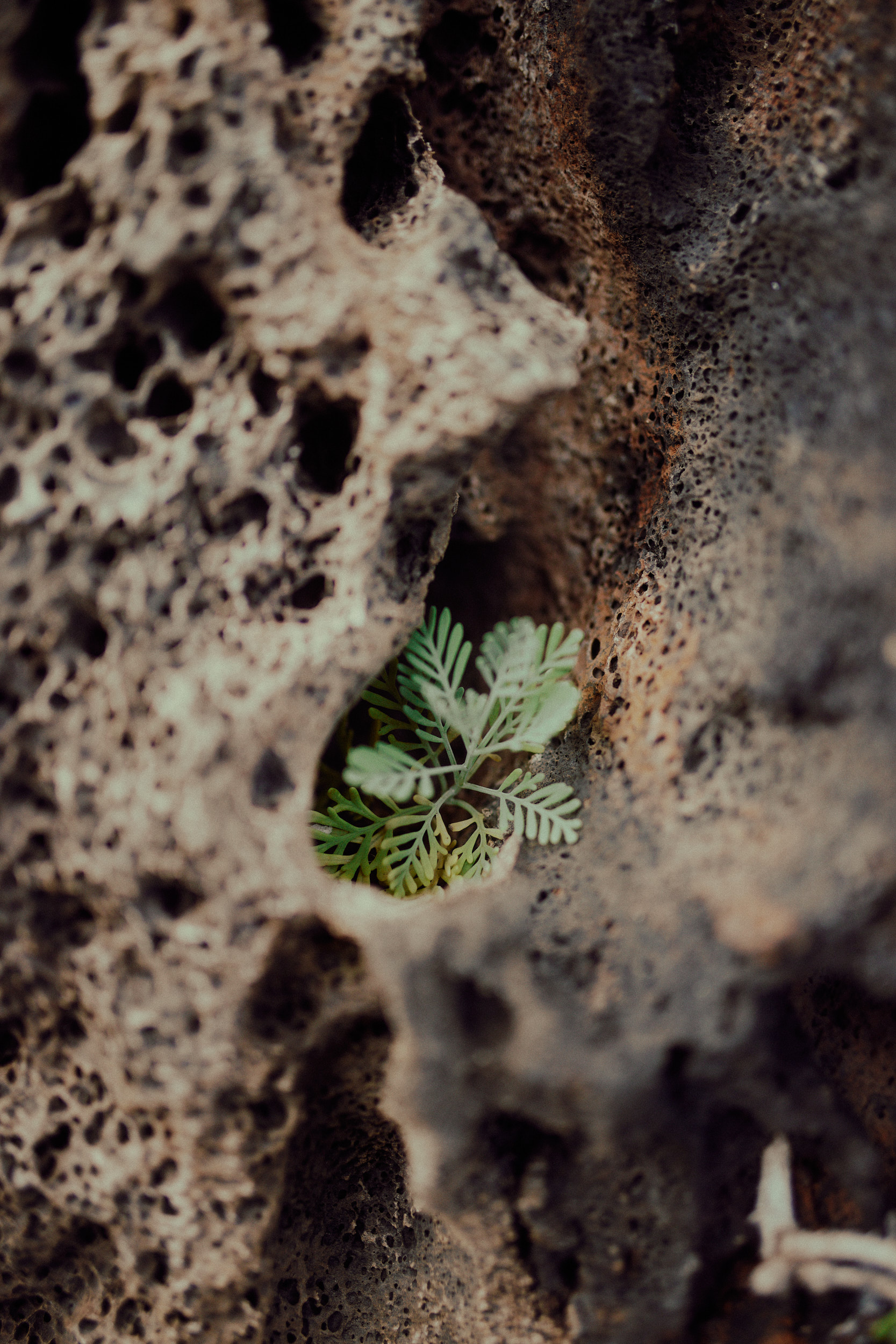 Design details highlighting the eco-friendly philosophy of César Manrique’s work.