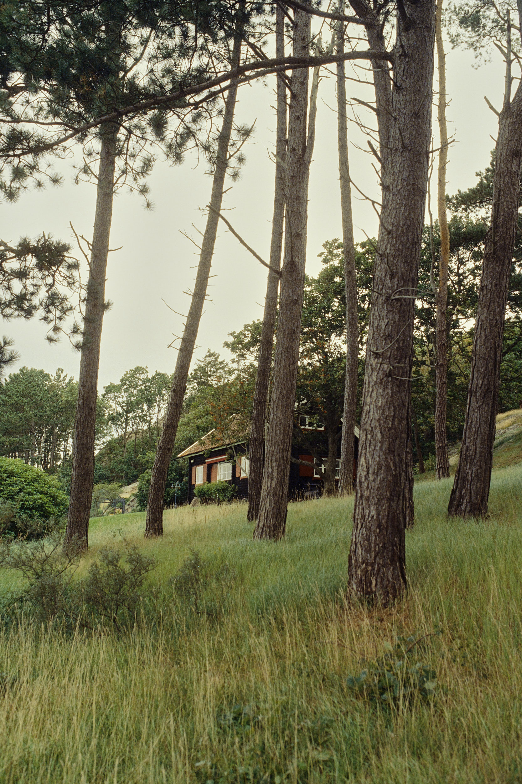 Waldweg entlang der Küste von Tjörn, dokumentiert von David Altrath
