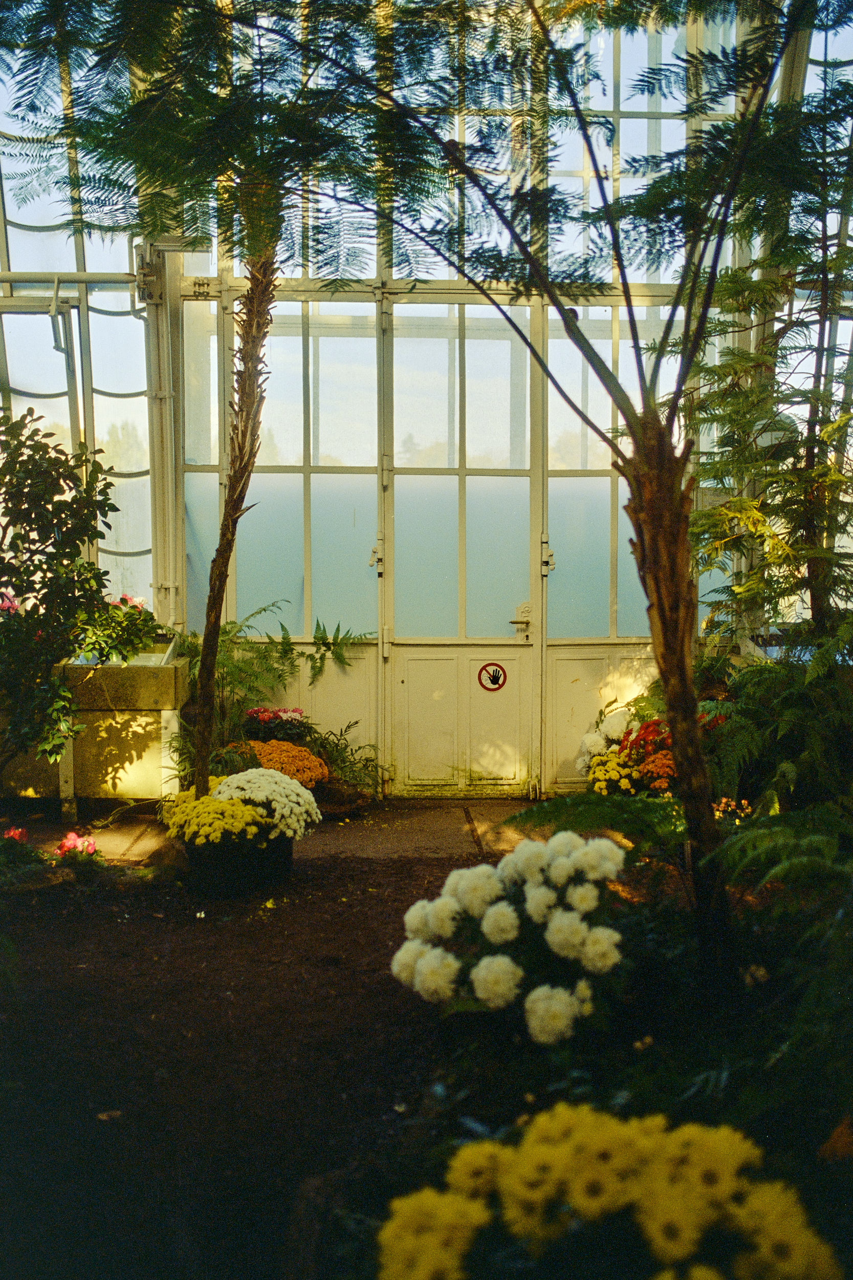 Vivid tropical greenery under the Palmenhaus’s iconic roof, seen through David Altrath’s lens.