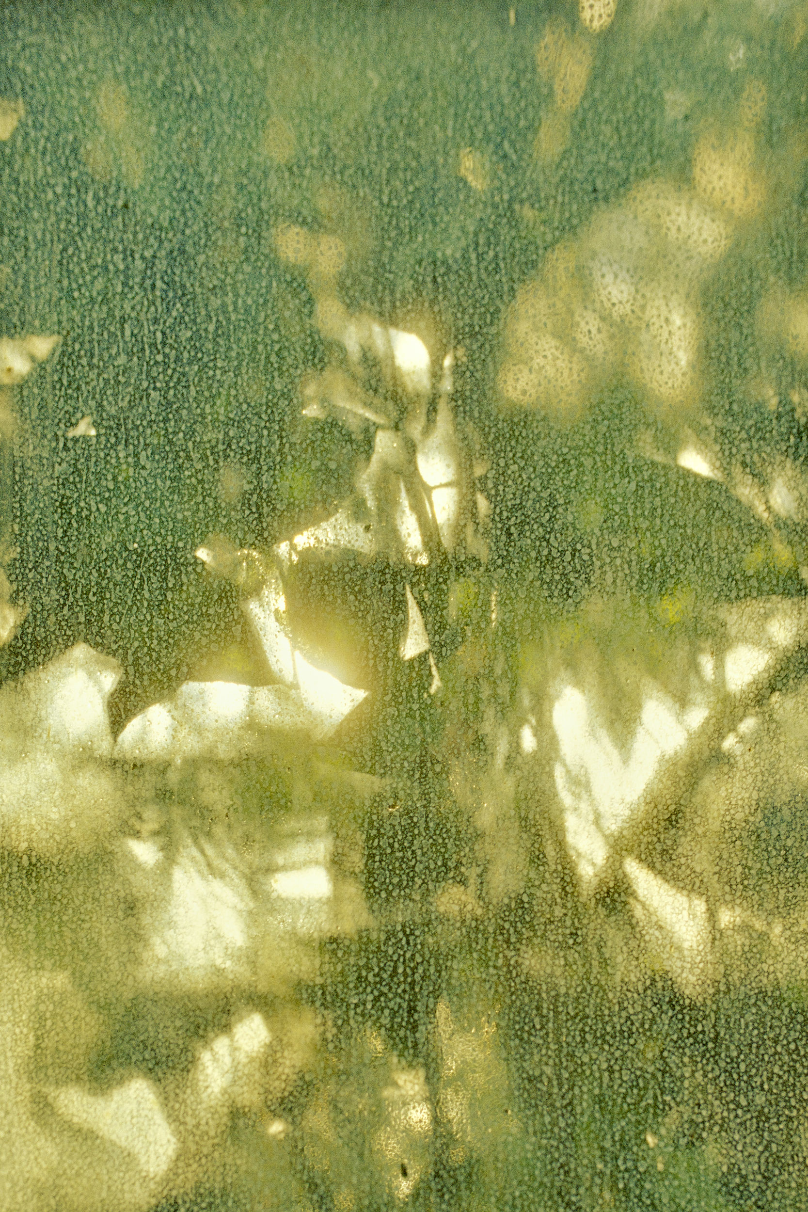 Detailaufnahme des filigranen Glas-Stahl-Designs im Palmenhaus, fotografiert von David Altrath