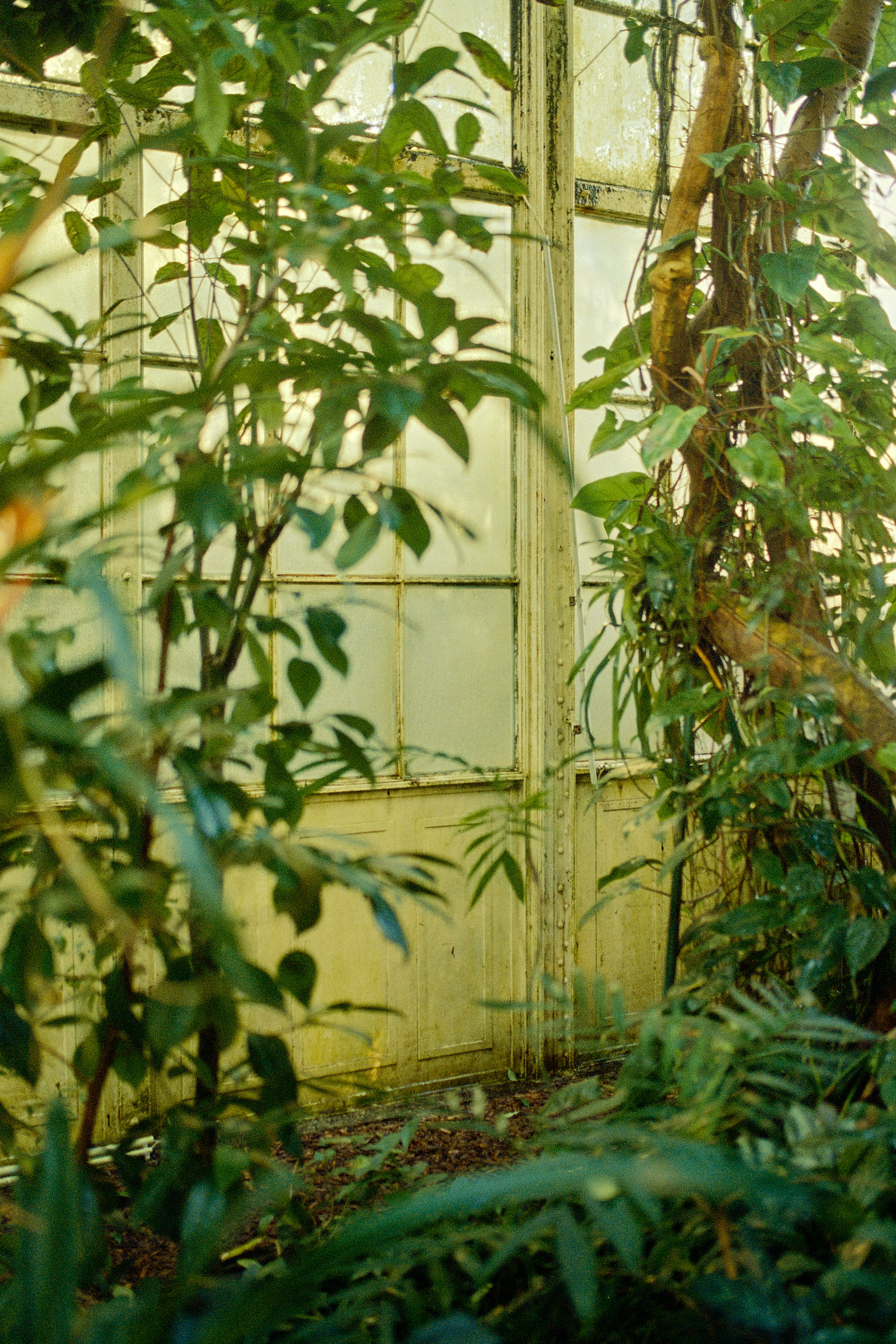 Intricate light patterns on tropical leaves, expertly photographed by David Altrath.