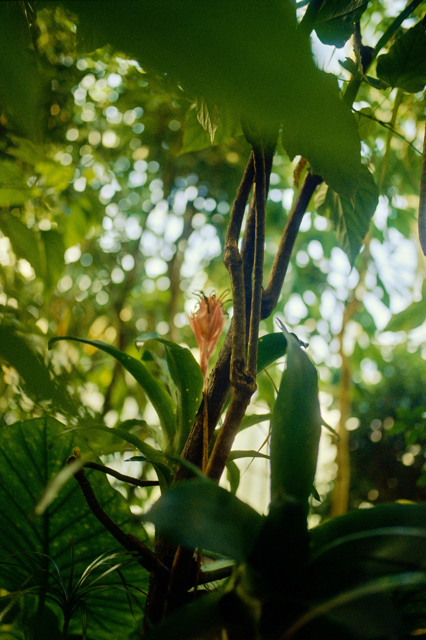 Close-up of tropical foliage, a key detail in David Altrath’s Greenhouse series.