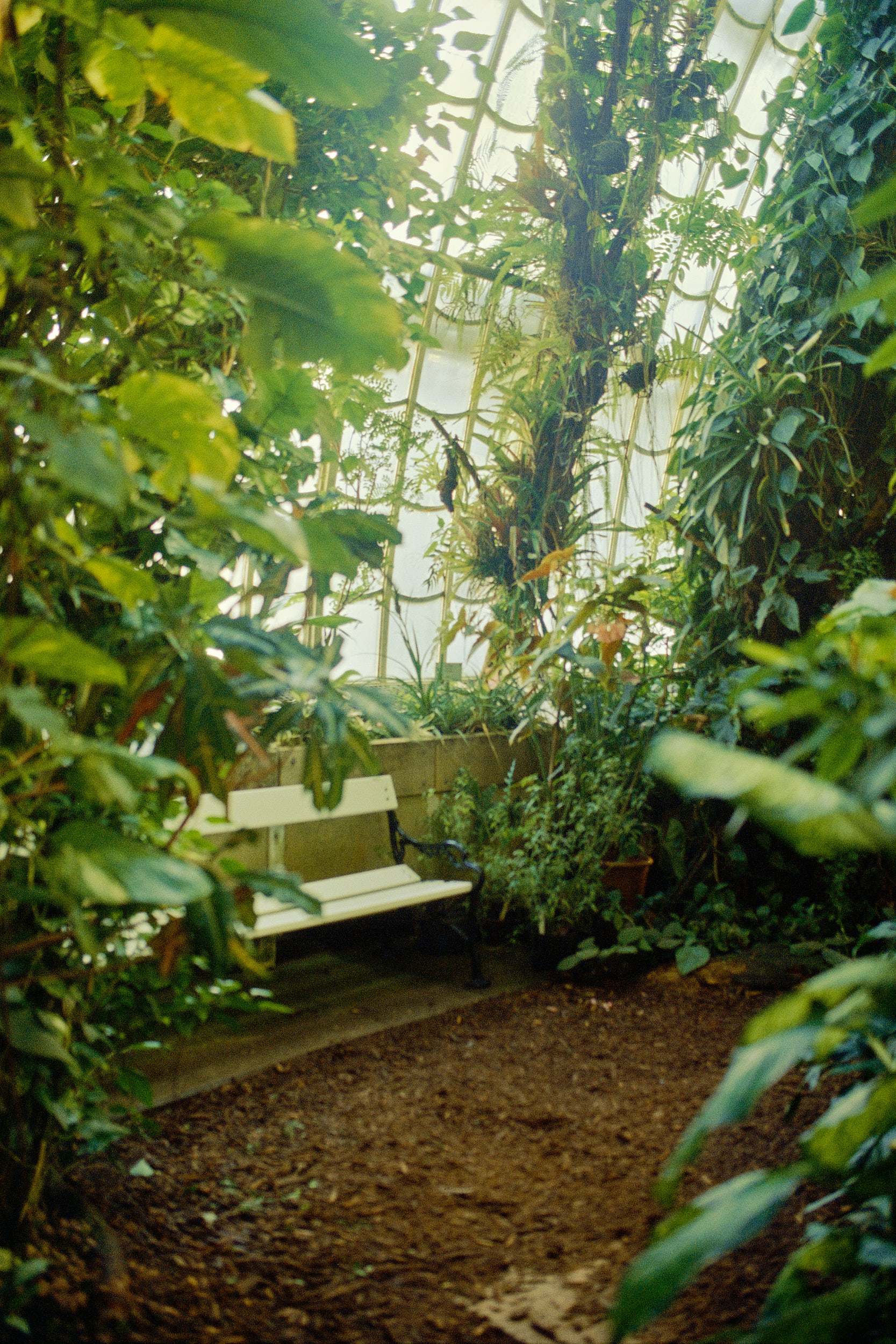 Die prächtigen Tropenpflanzen im Palmenhaus, meisterhaft von David Altrath festgehalten.