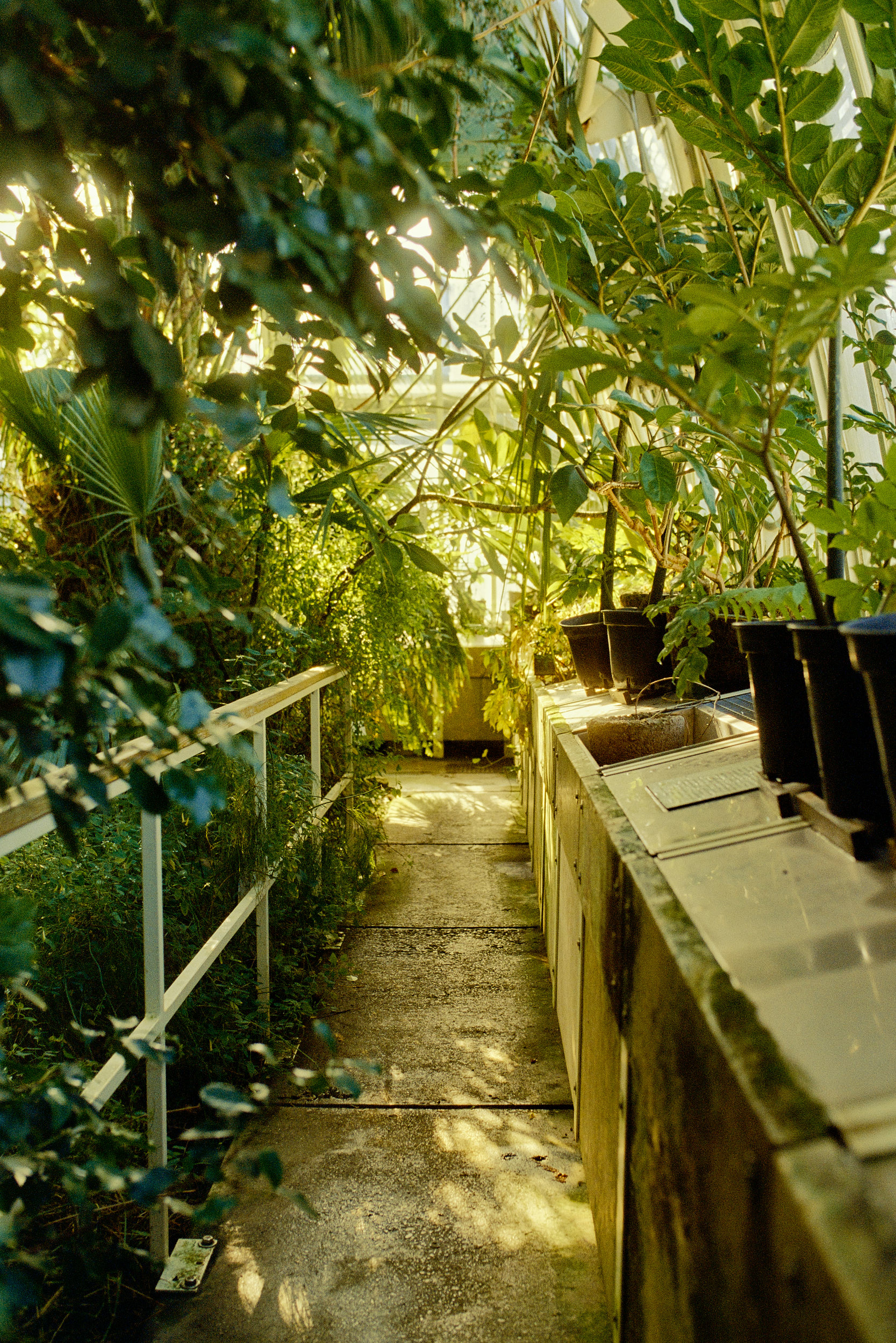 Botanische Vielfalt im Wiener Palmenhaus, künstlerisch interpretiert von David Altrath.