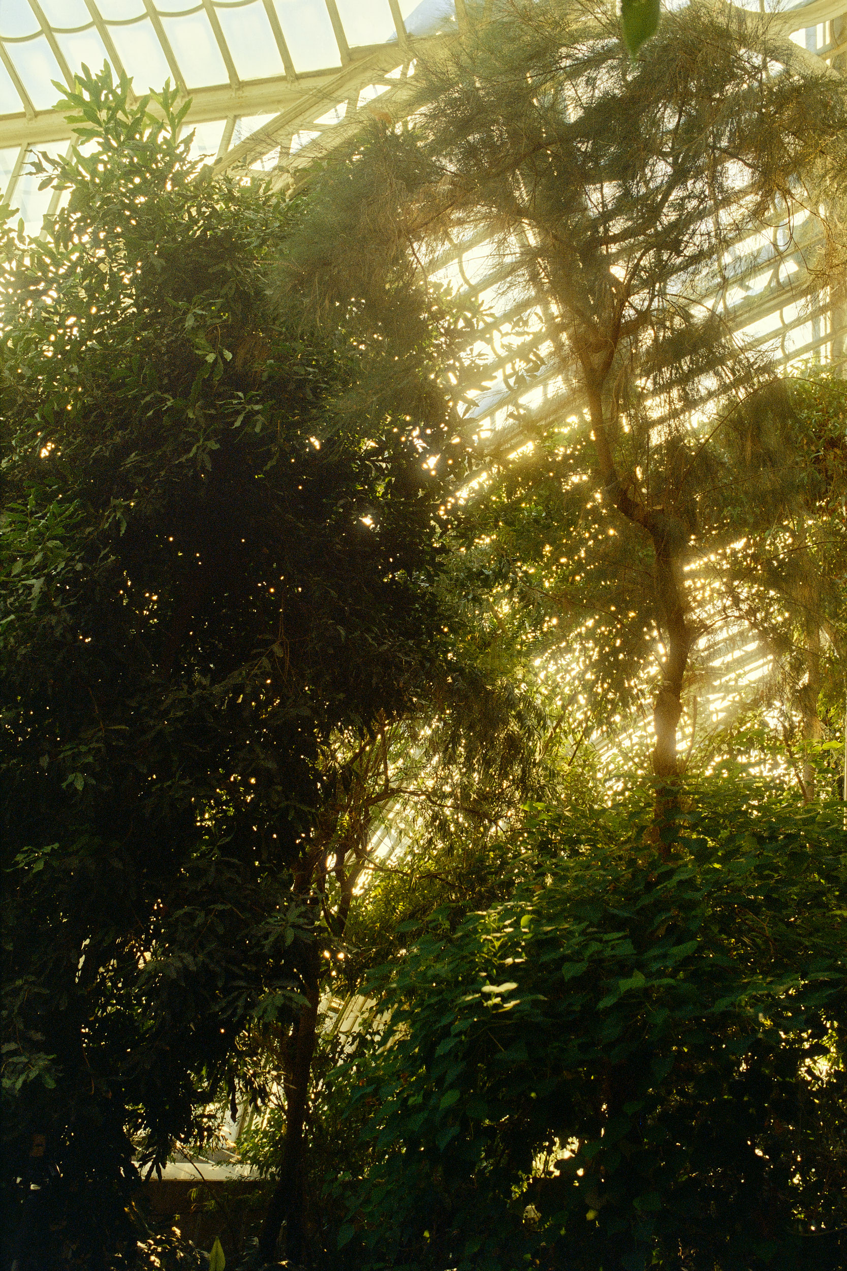 Das Palmenhaus als architektonisches Juwel, eindrucksvoll dokumentiert von David Altrath.