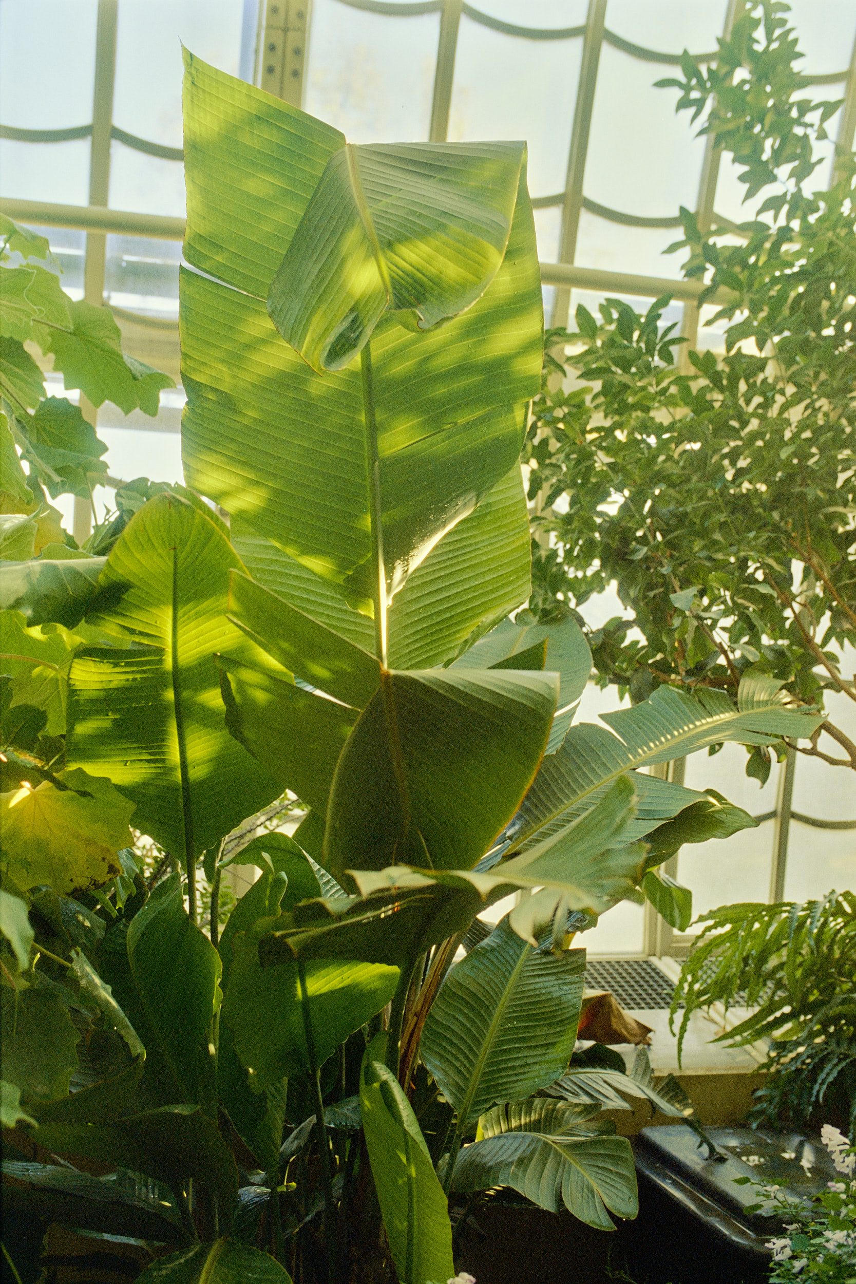 Tropical plants thriving in the southern pavilion, highlighted in David Altrath’s architectural photography.