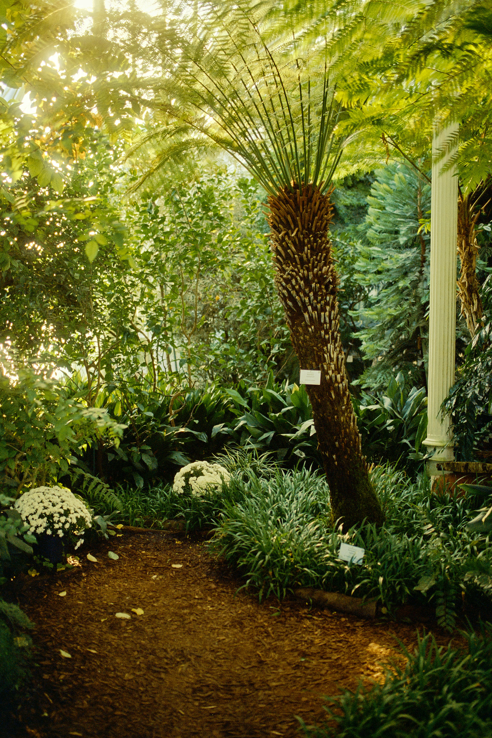 Die prächtigen Tropenpflanzen im Palmenhaus, meisterhaft von David Altrath festgehalten.