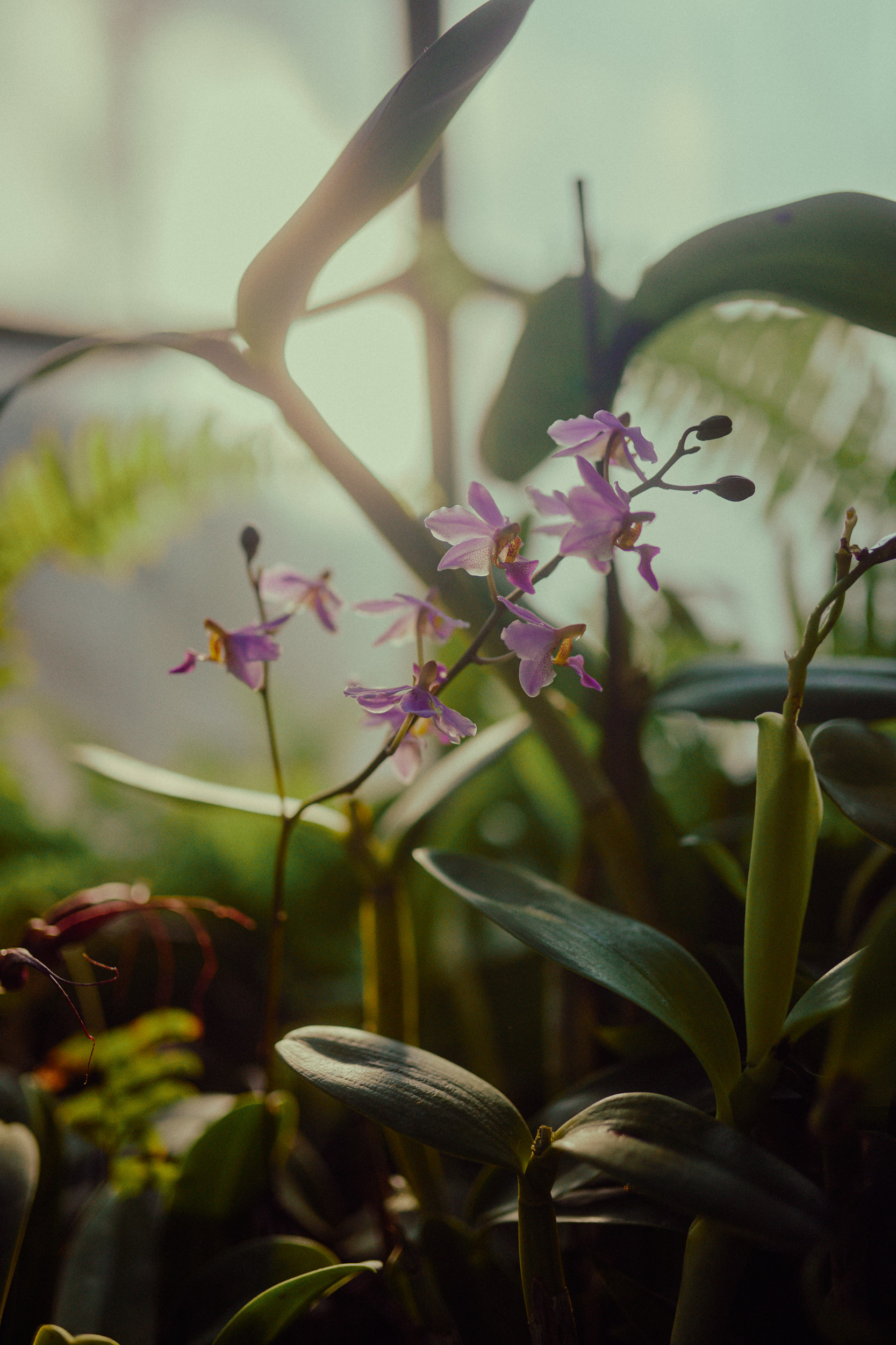 Die Vielfalt tropischer Pflanzen inmitten architektonischer Perfektion, festgehalten von David Altrath.