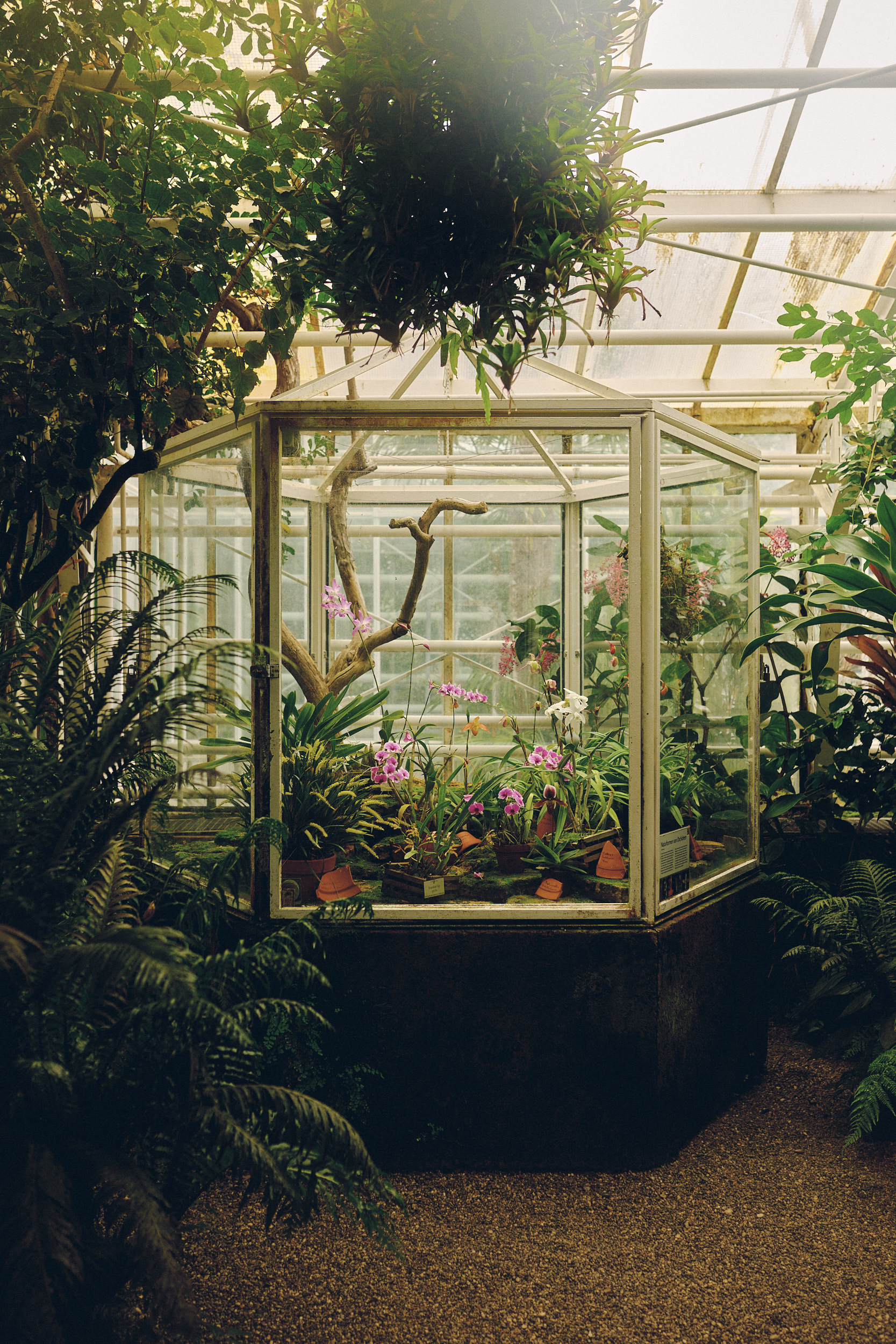 Greenhouse Nº5
