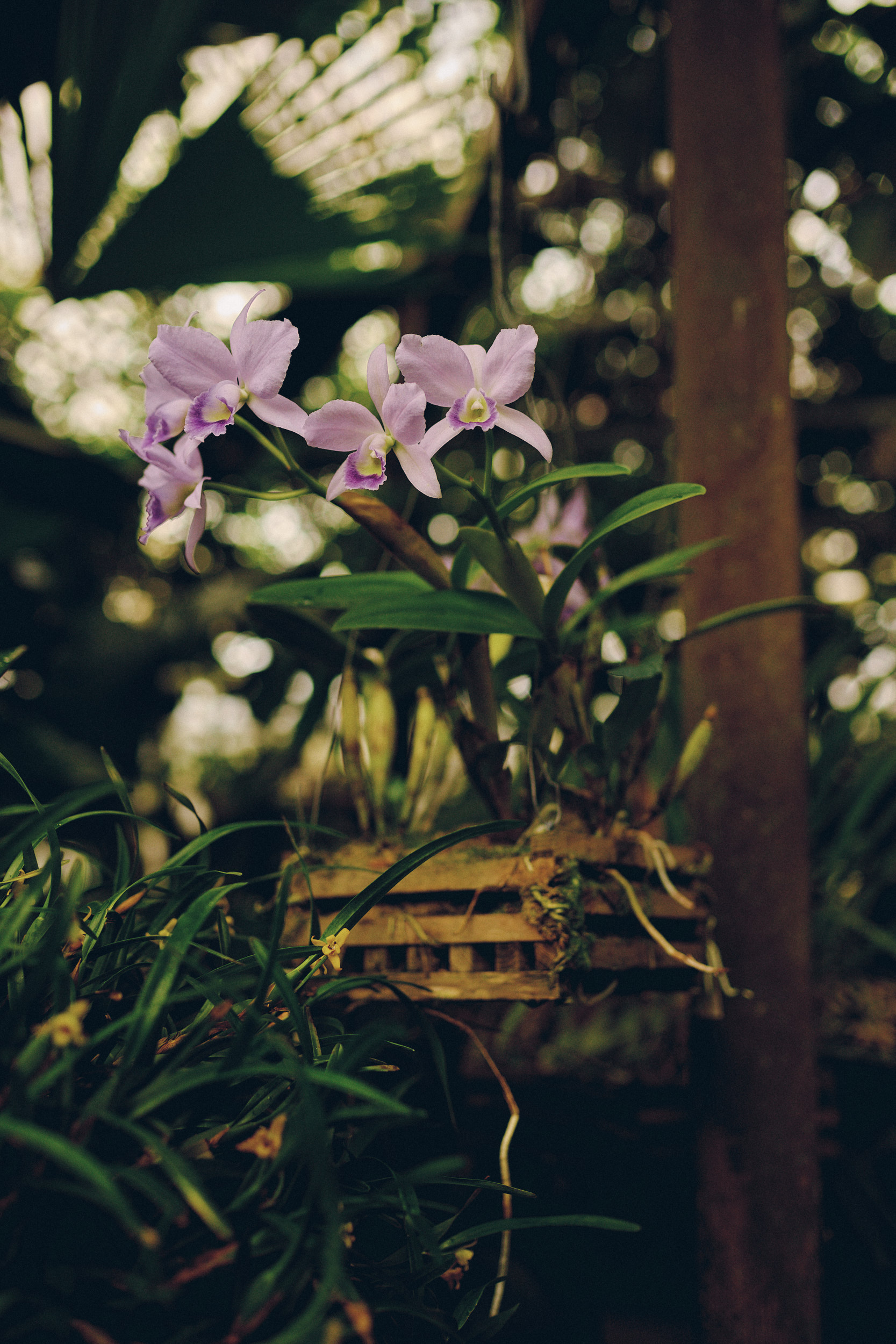 Botanischer Garten München-Nymphenburg