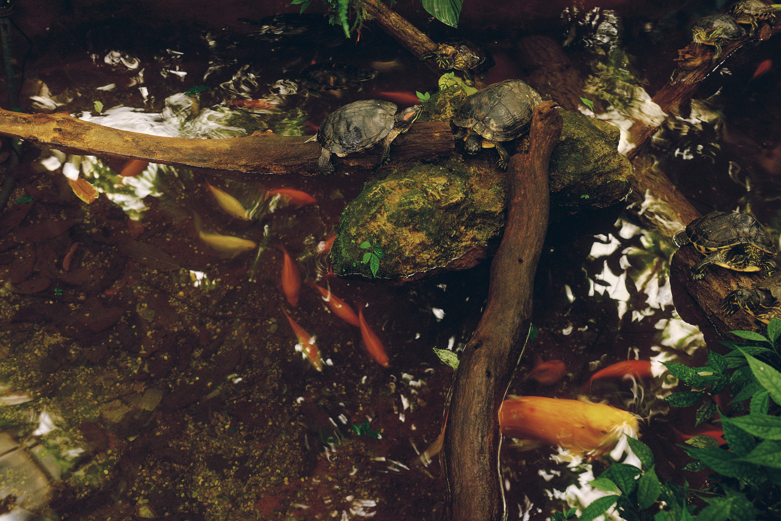 Botanischer Garten München-Nymphenburg