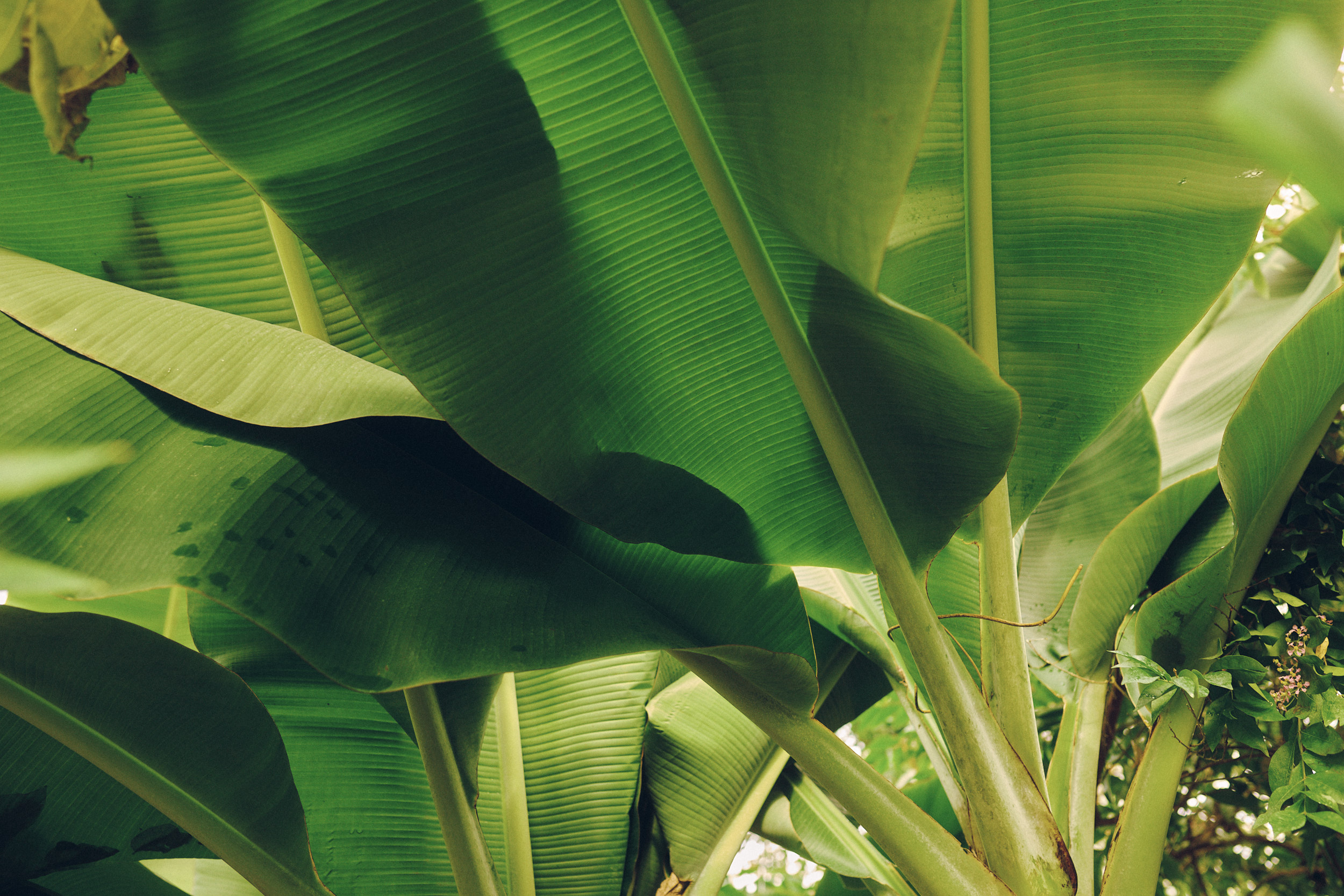 Botanischer Garten München-Nymphenburg
