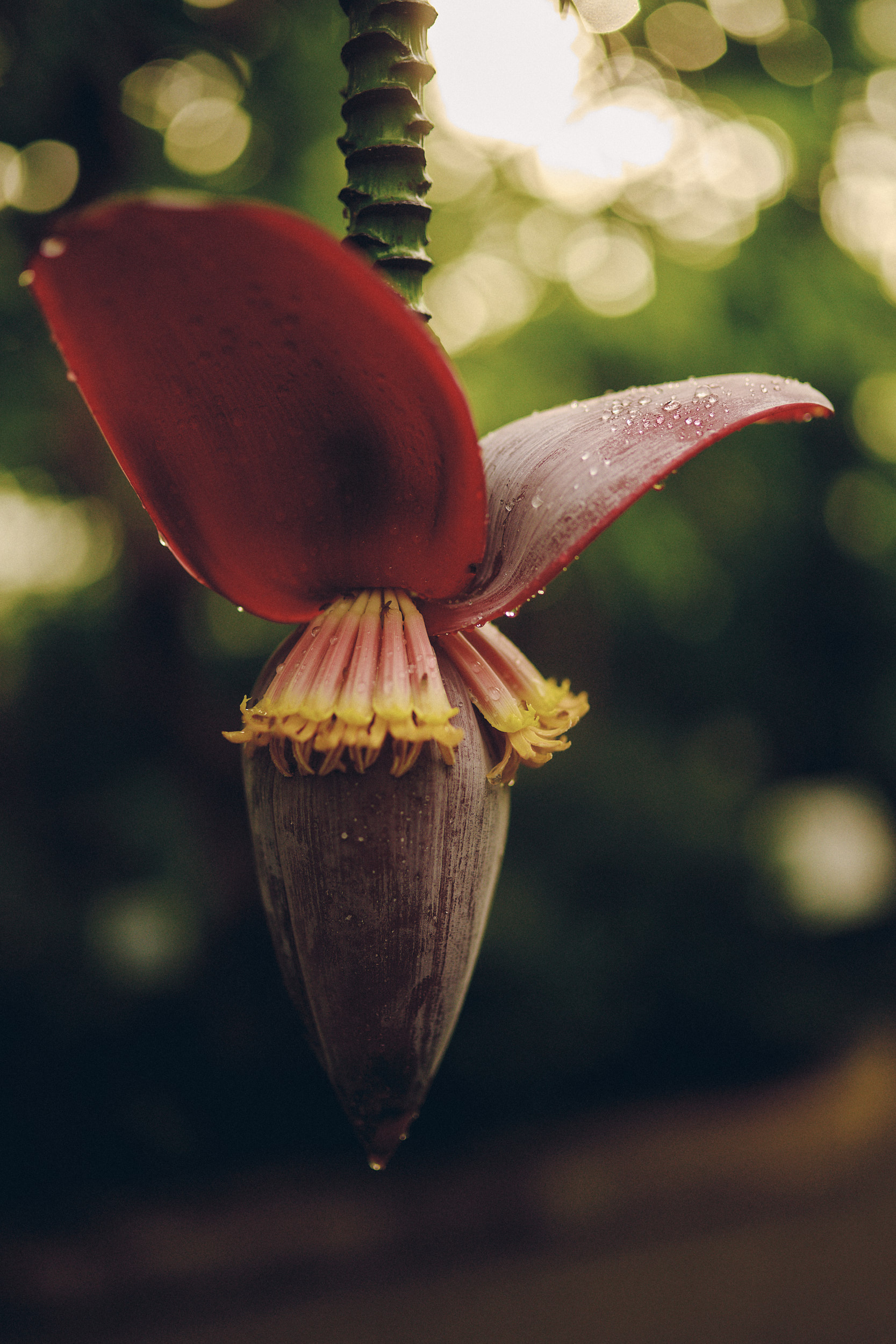 Botanischer Garten München-Nymphenburg