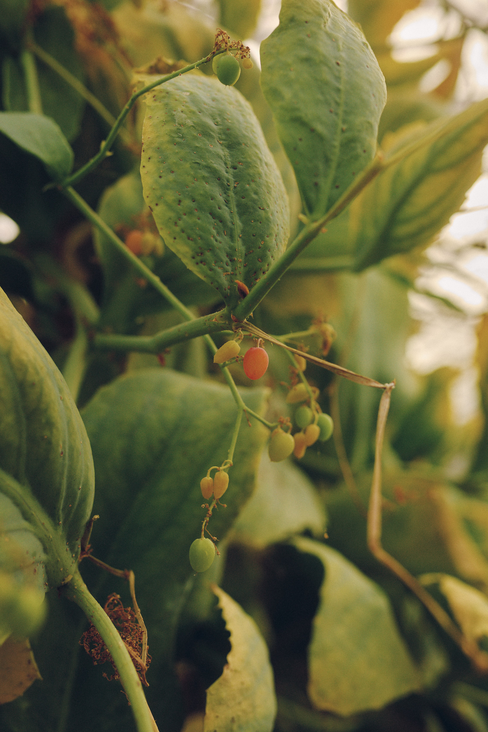 Botanischer Garten München-Nymphenburg