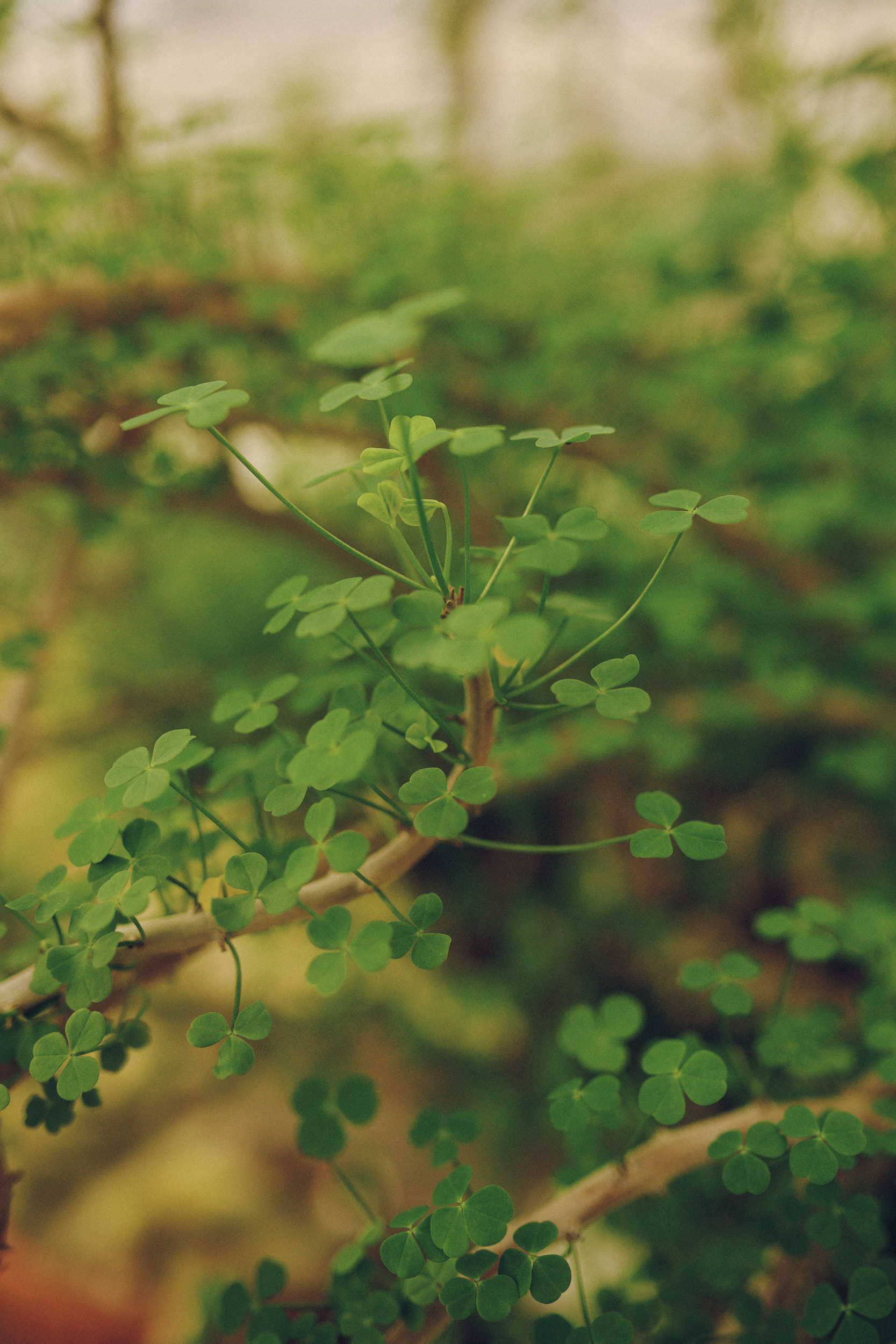 Botanischer Garten München-Nymphenburg