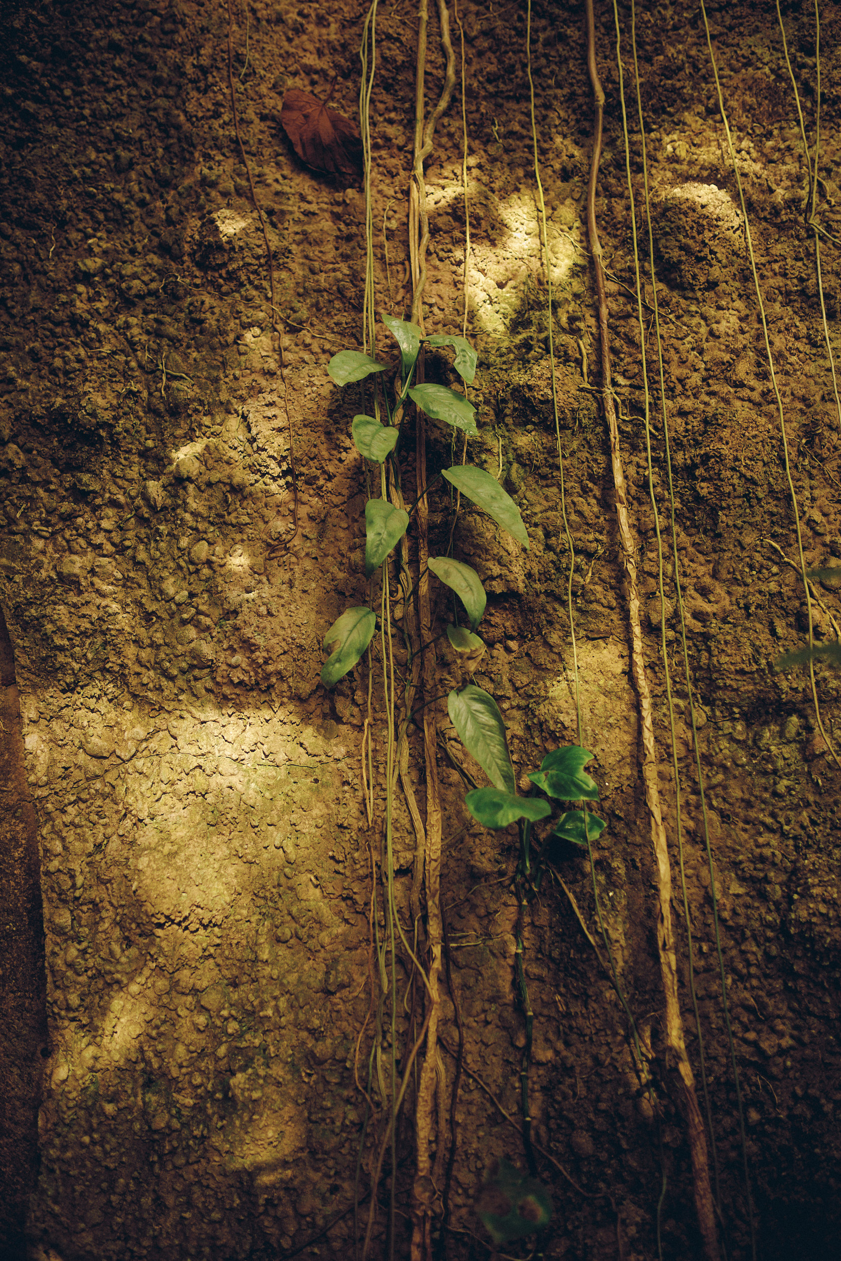Botanischer Garten München-Nymphenburg
