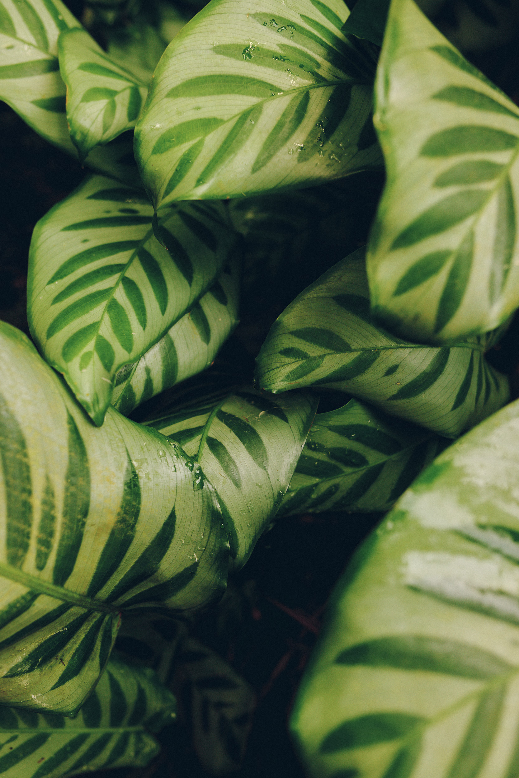 Botanischer Garten München-Nymphenburg