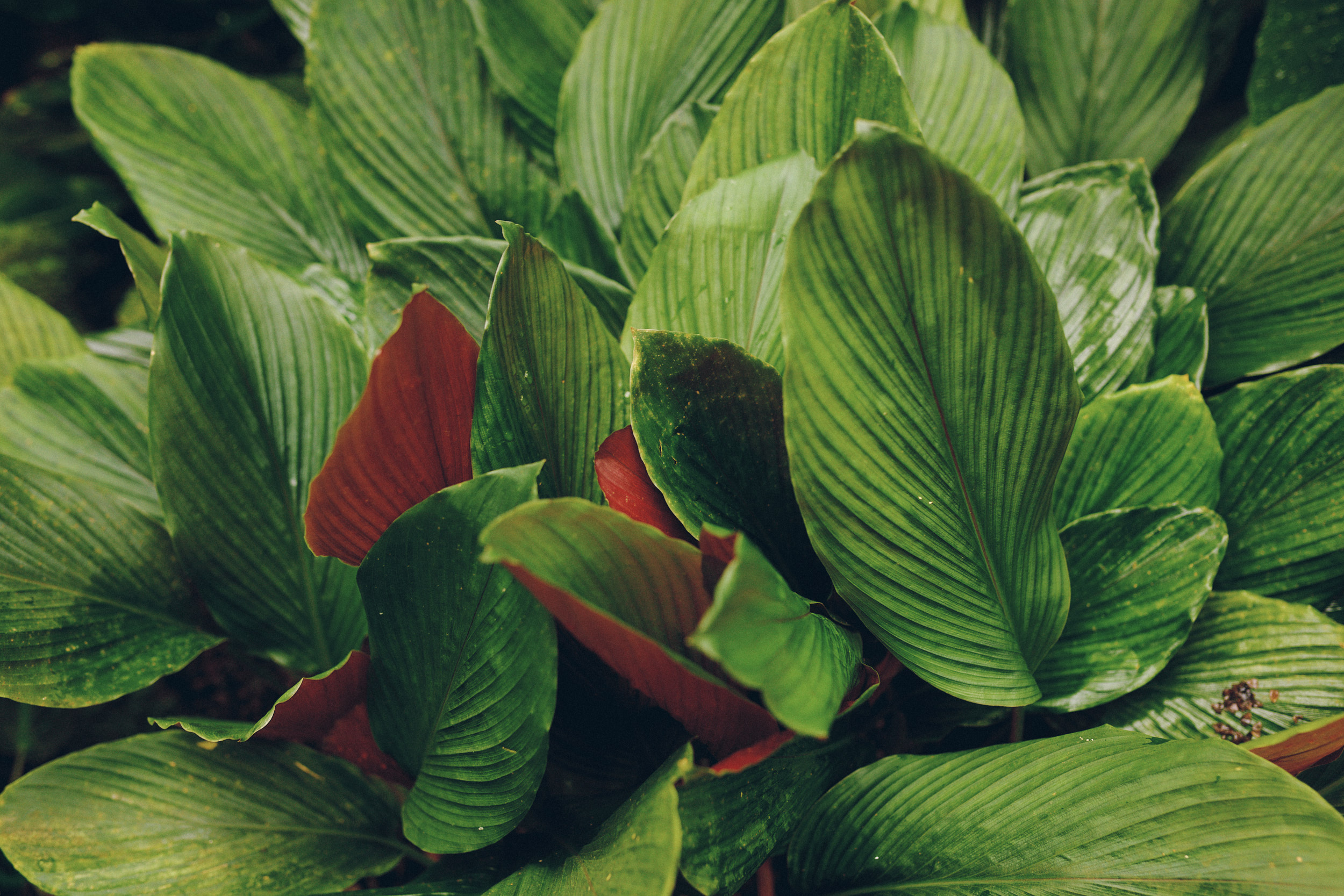 Botanischer Garten München-Nymphenburg