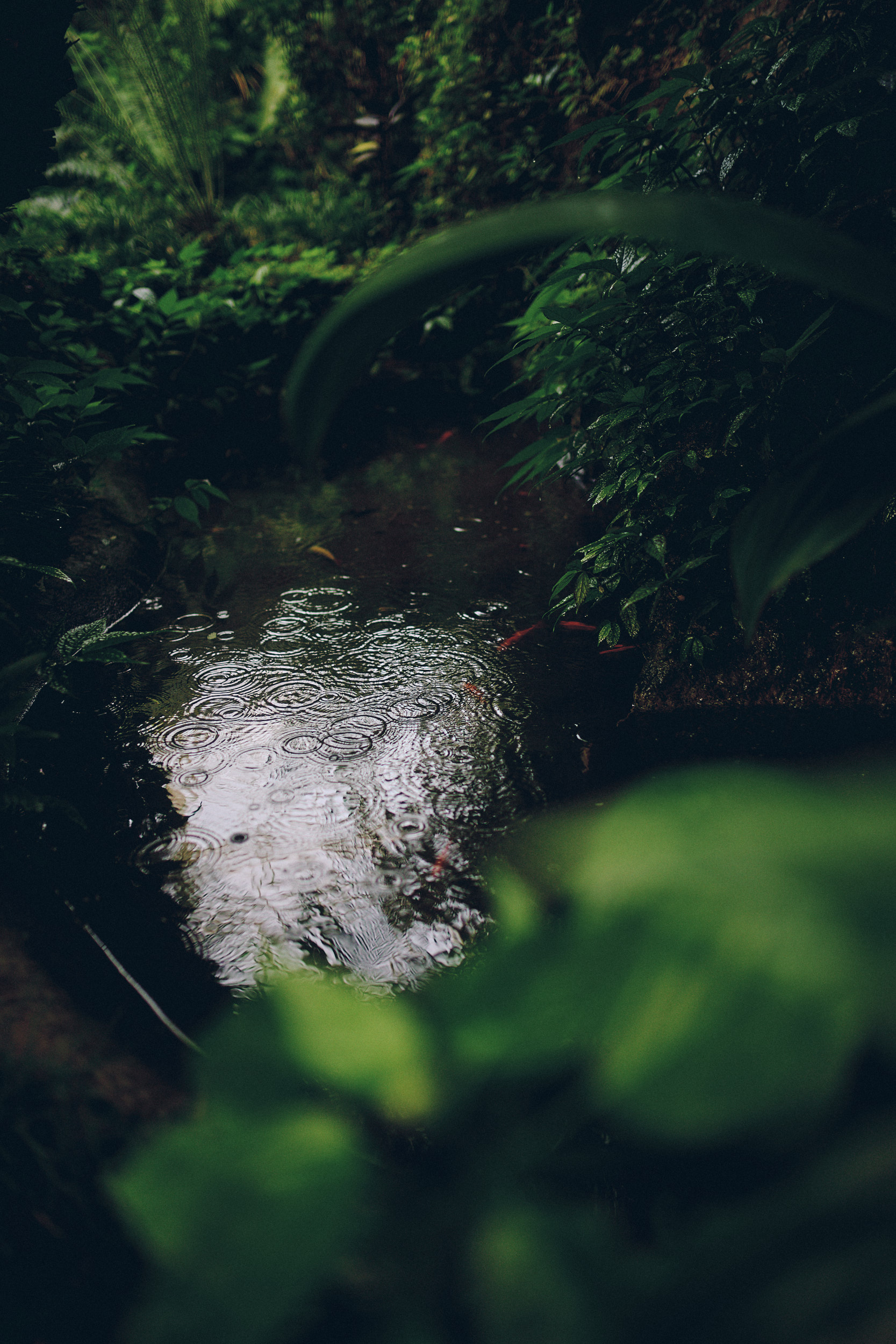 Botanischer Garten München-Nymphenburg