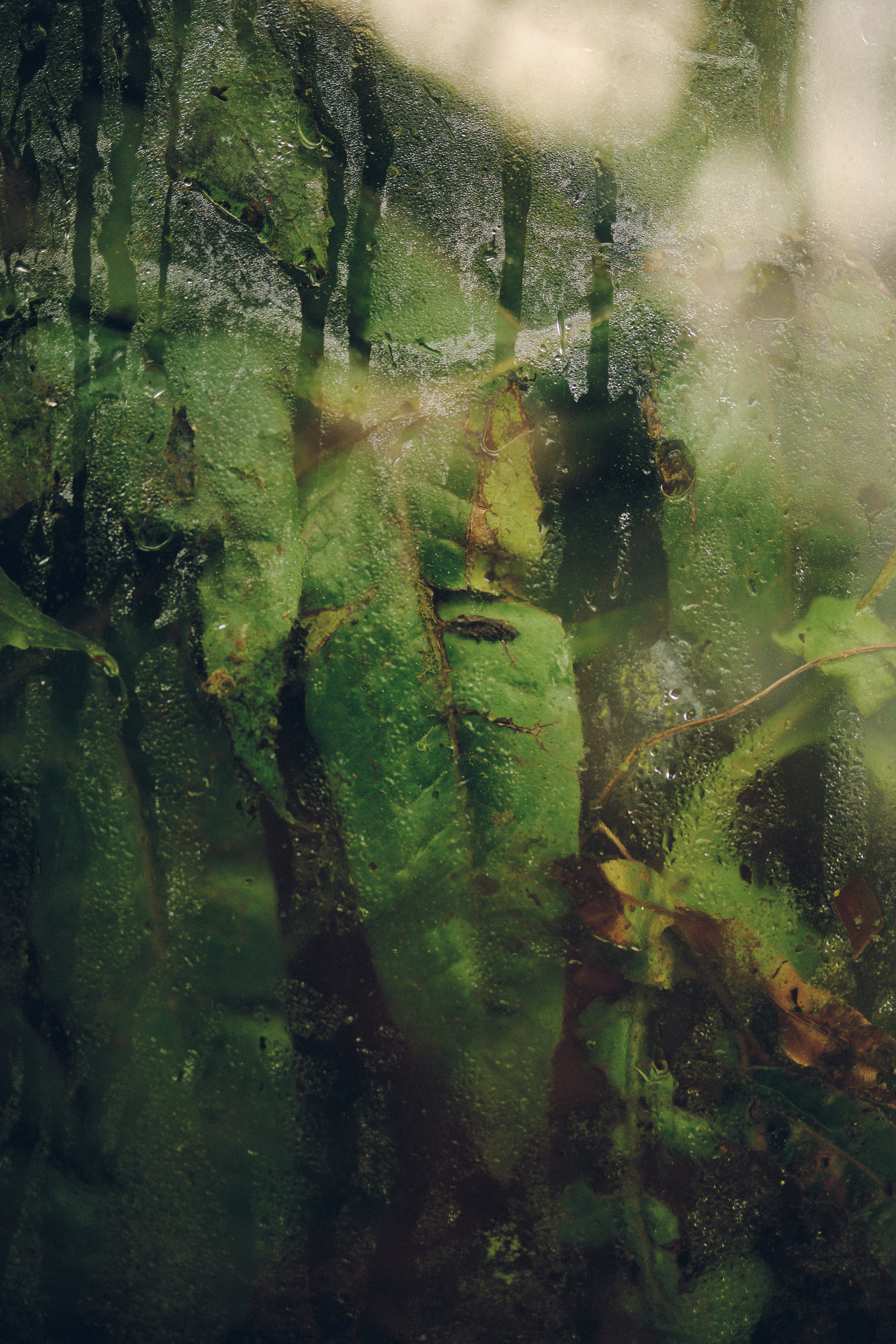 Botanischer Garten München-Nymphenburg