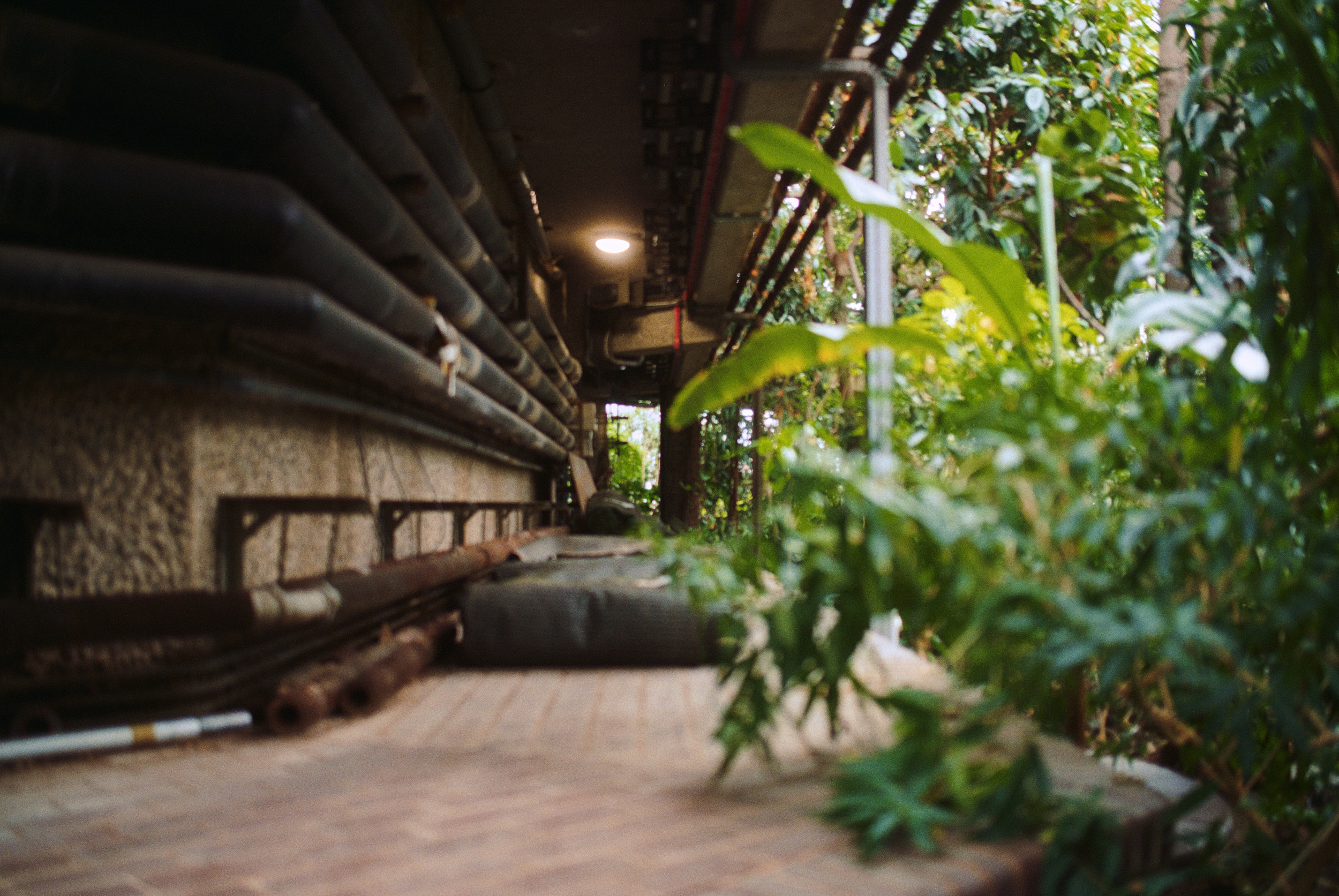 Architekturfotografie Brutalismus London Barbican Conservatory