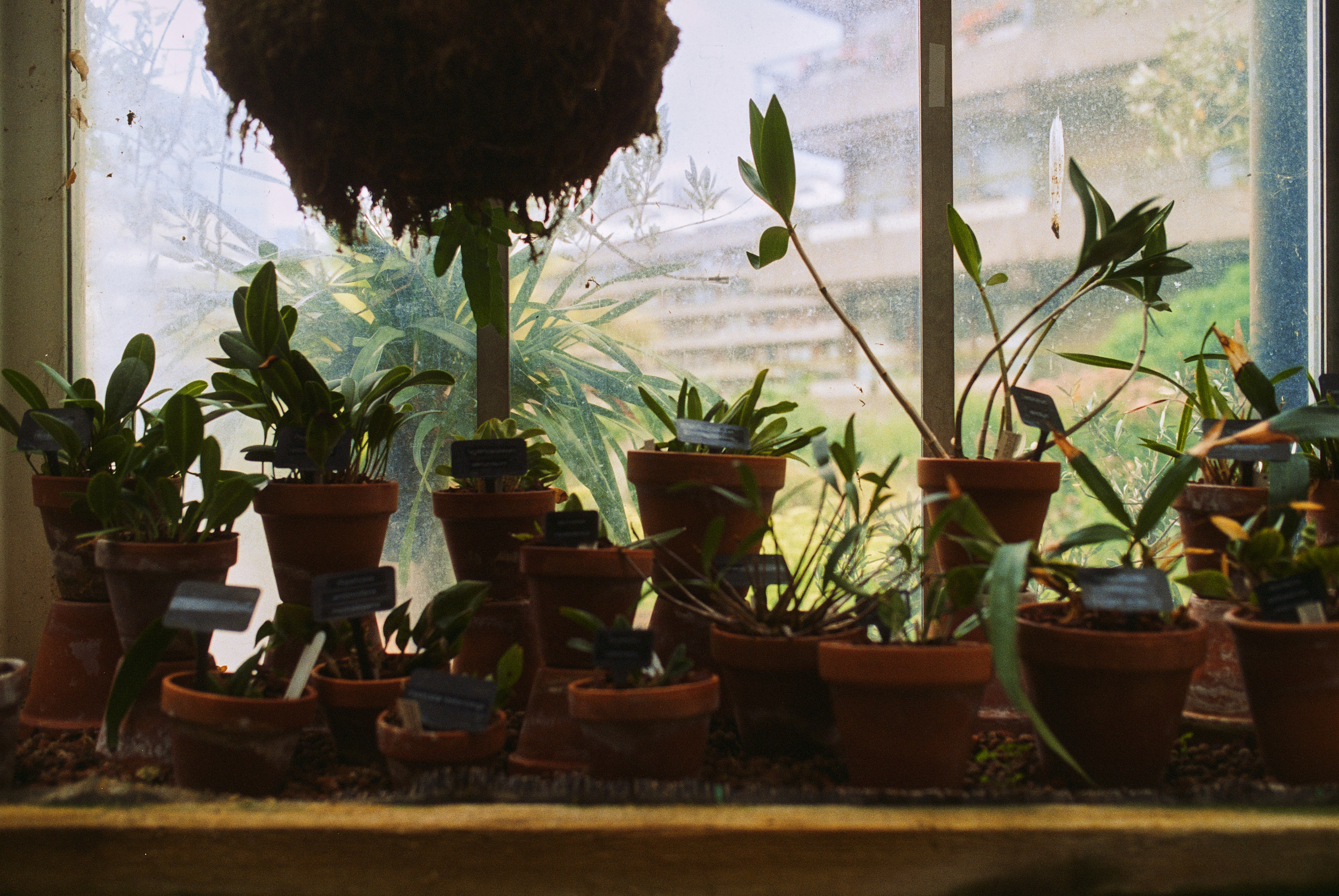 Lichtstimmung im Barbican Conservatory – Interior Fotografie