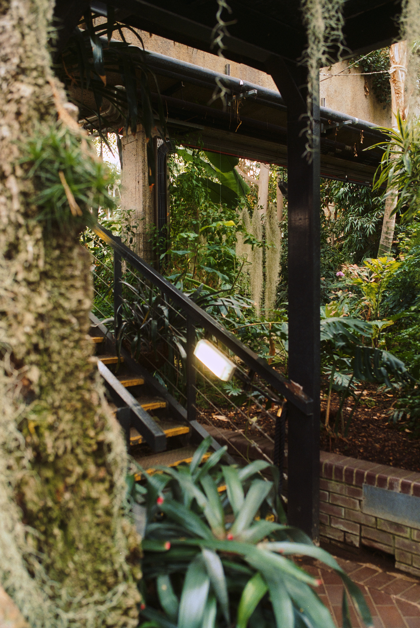Architectural photographer London capturing the Barbican Conservatory