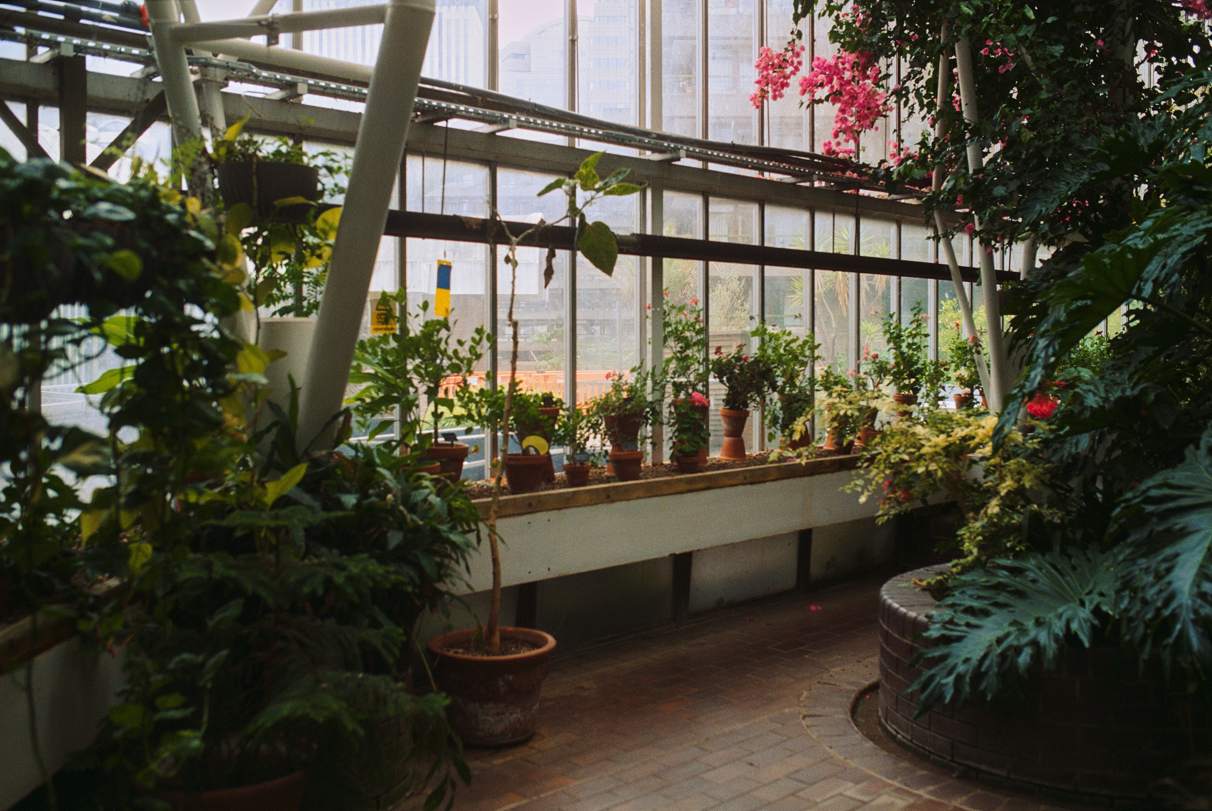 Botanical detail against concrete architecture