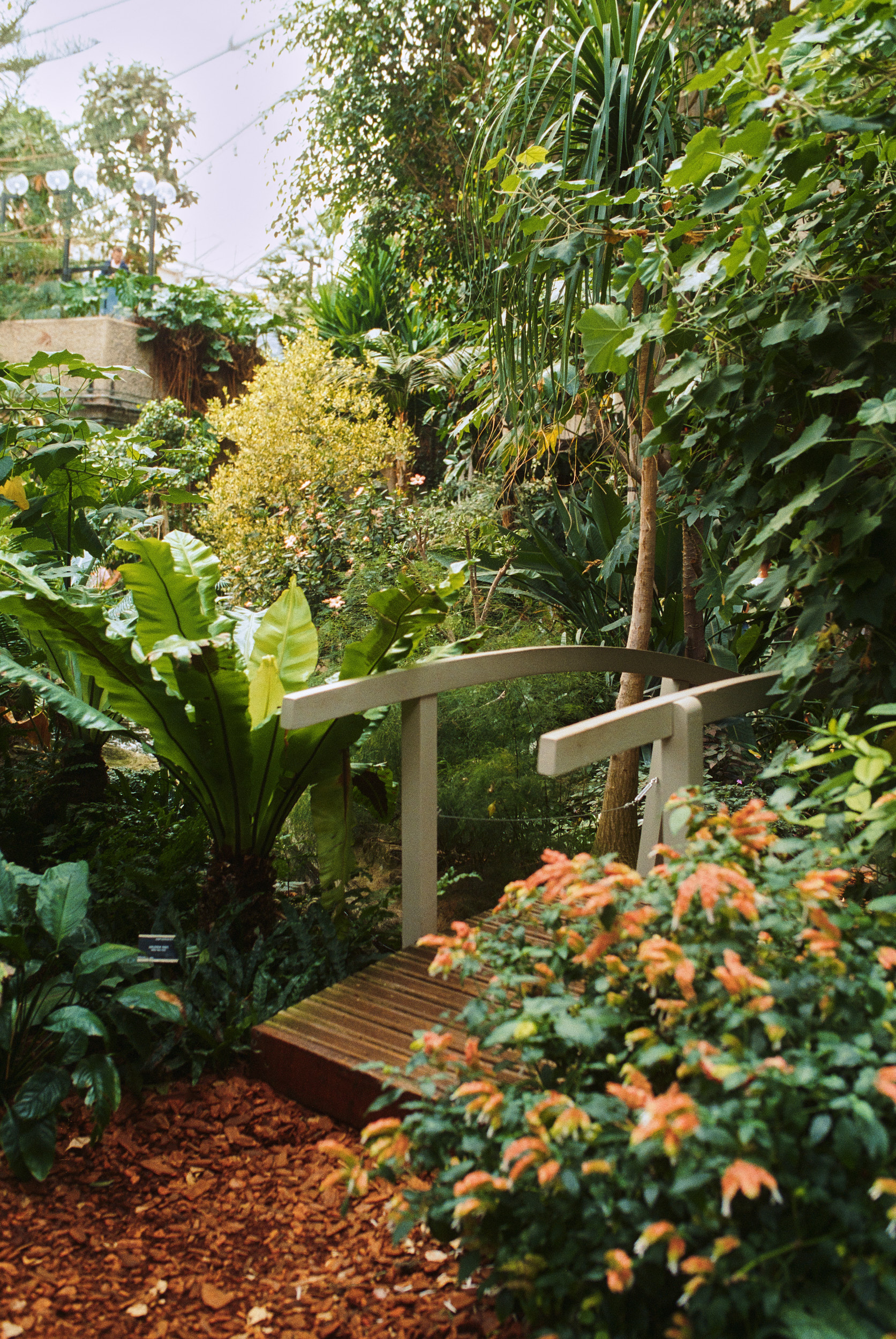 Spatial rhythm inside the Barbican Conservatory