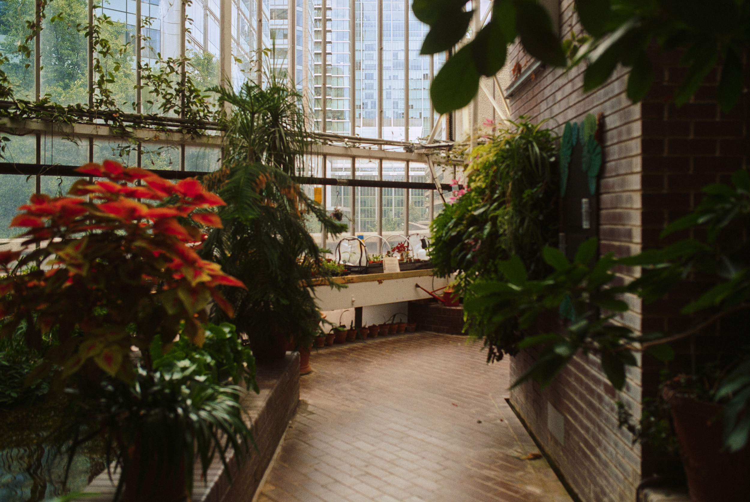 Perspektivische Aufnahme im Barbican Conservatory London