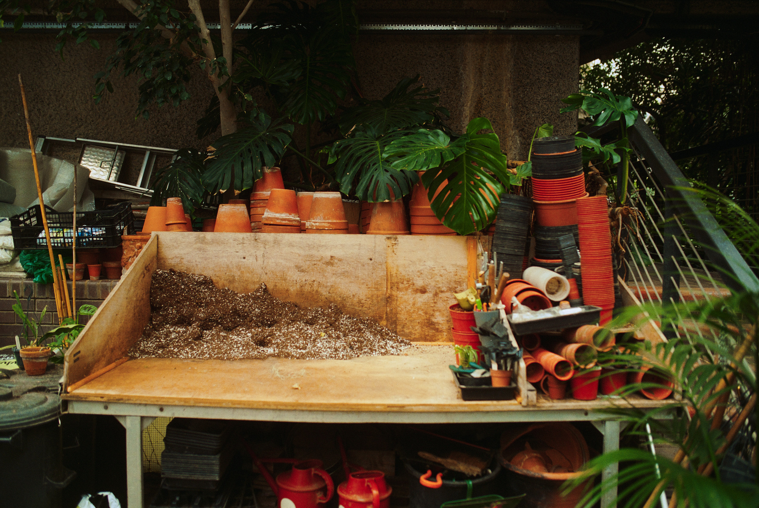 Tropical landscape within London’s brutalist architecture