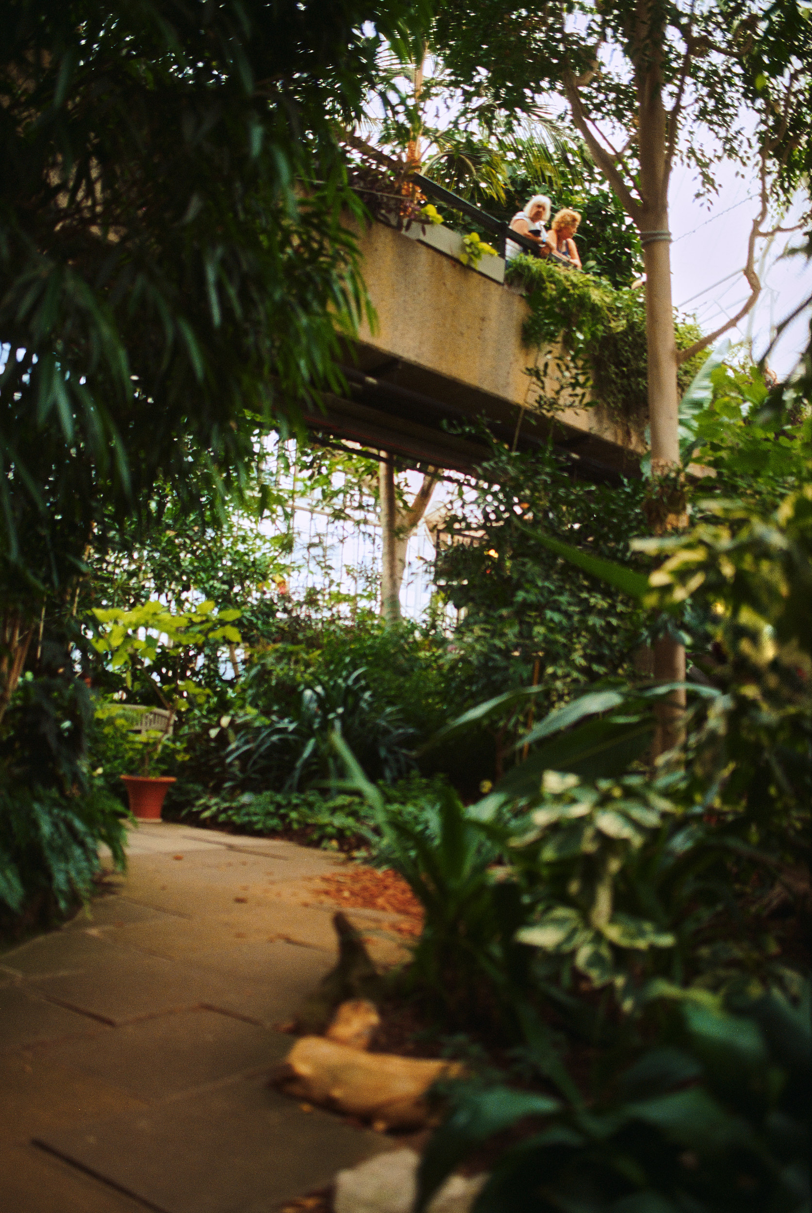 Elevated Walkways im Barbican Conservatory London
