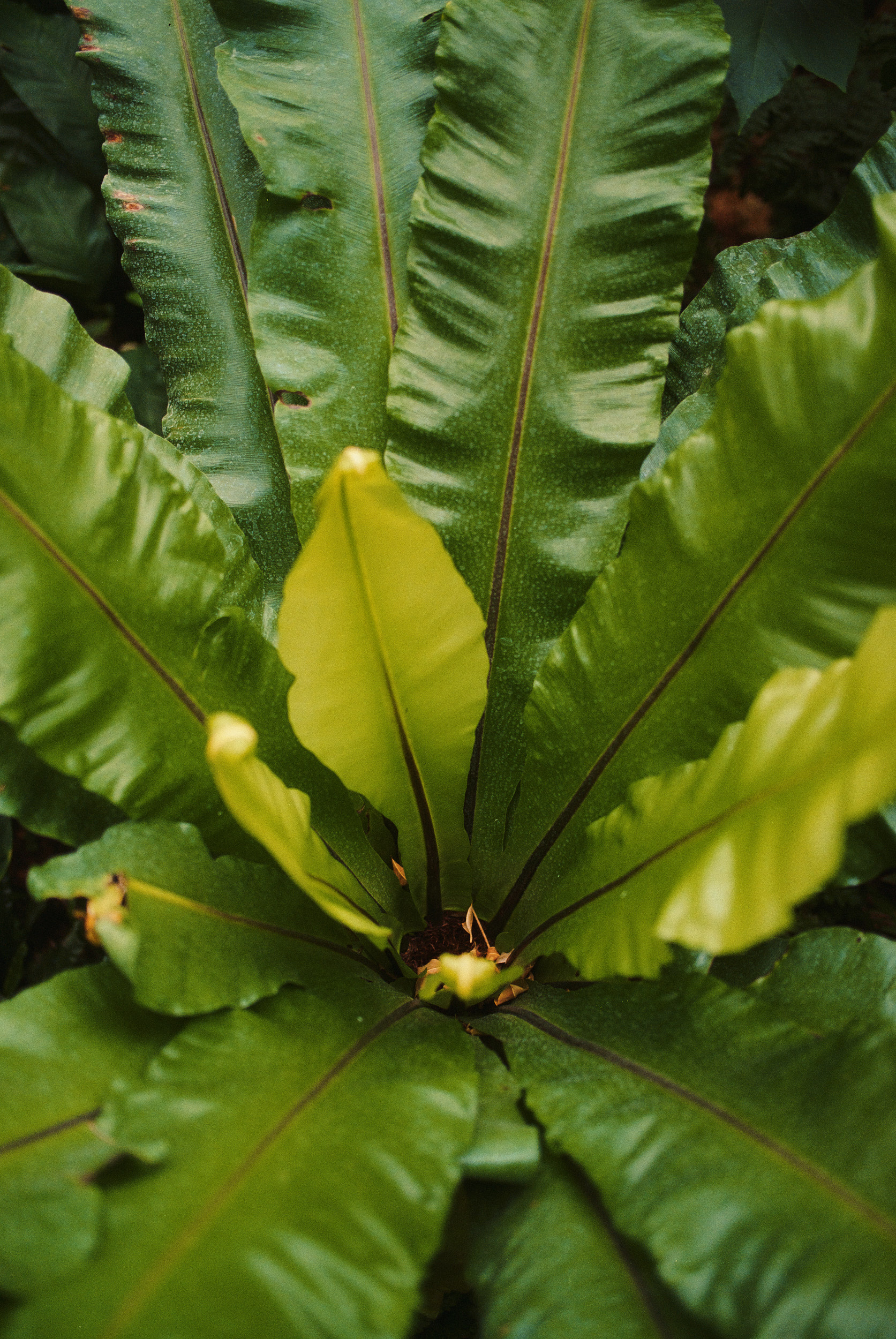 Plant leaves against exposed concrete London