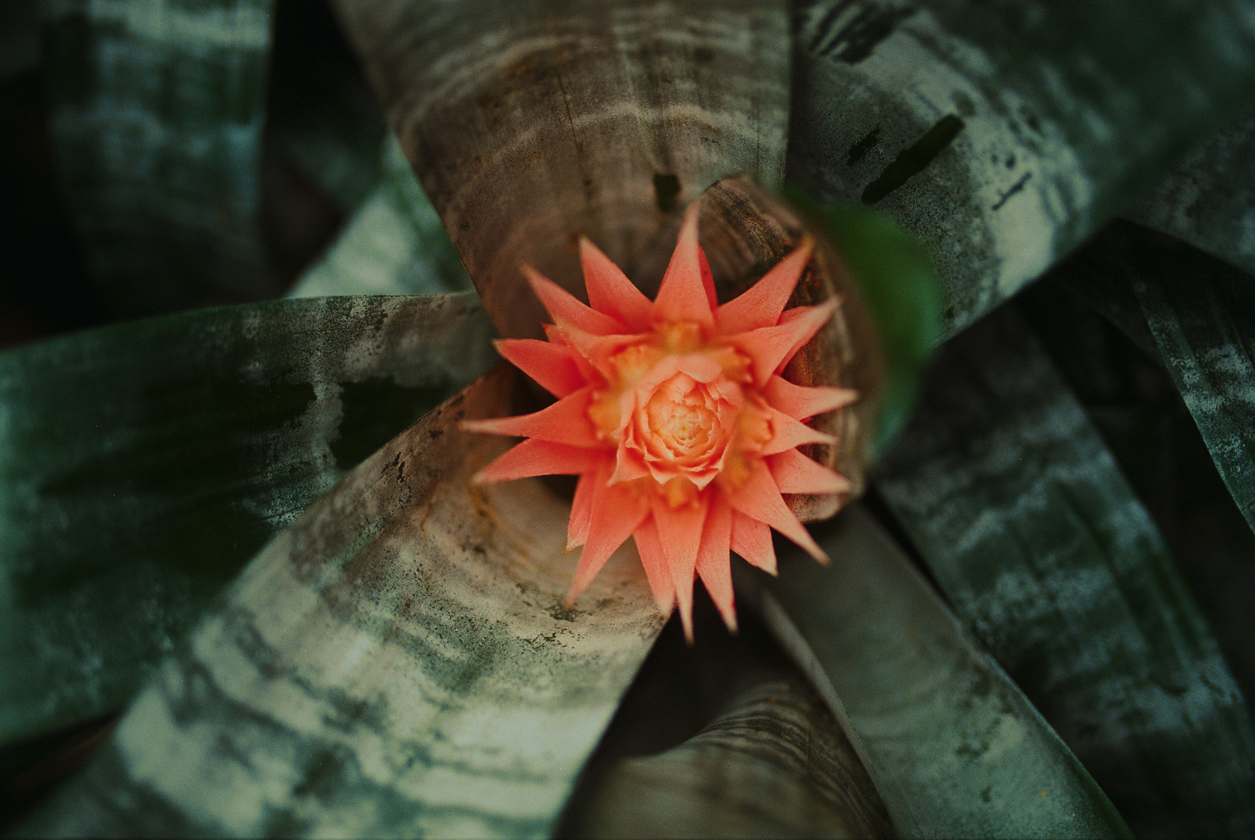 Tropische Pflanzen im Barbican Conservatory London – Architekturfotografie