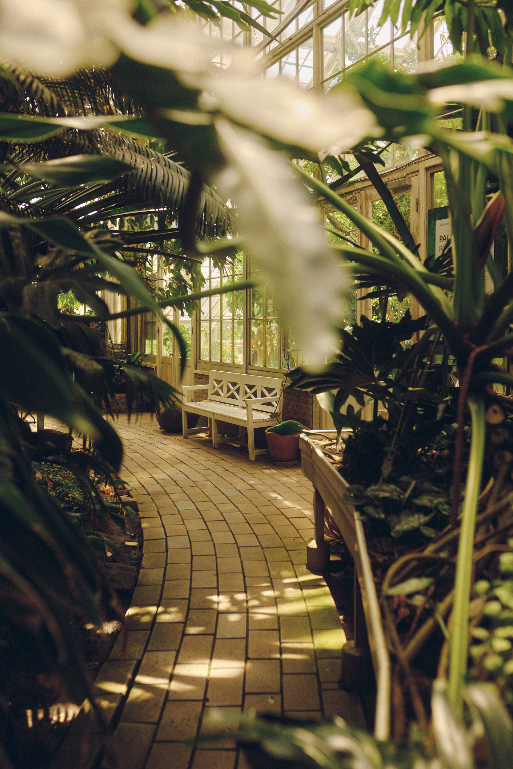 Atmospheric photograph of Copenhagen Botanical Garden Palm House