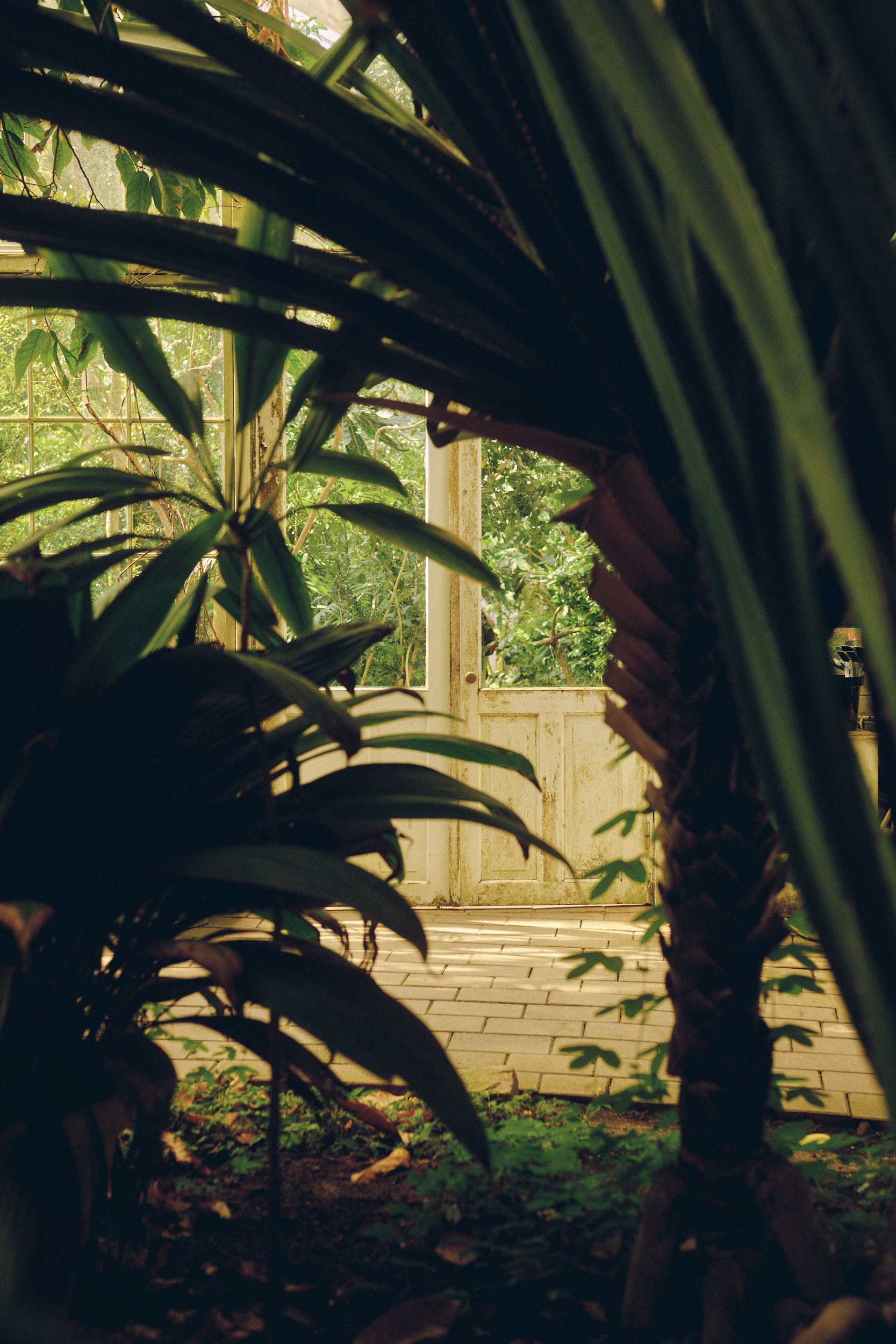 Tropical leaves against the historic glasshouse roof in Copenhagen